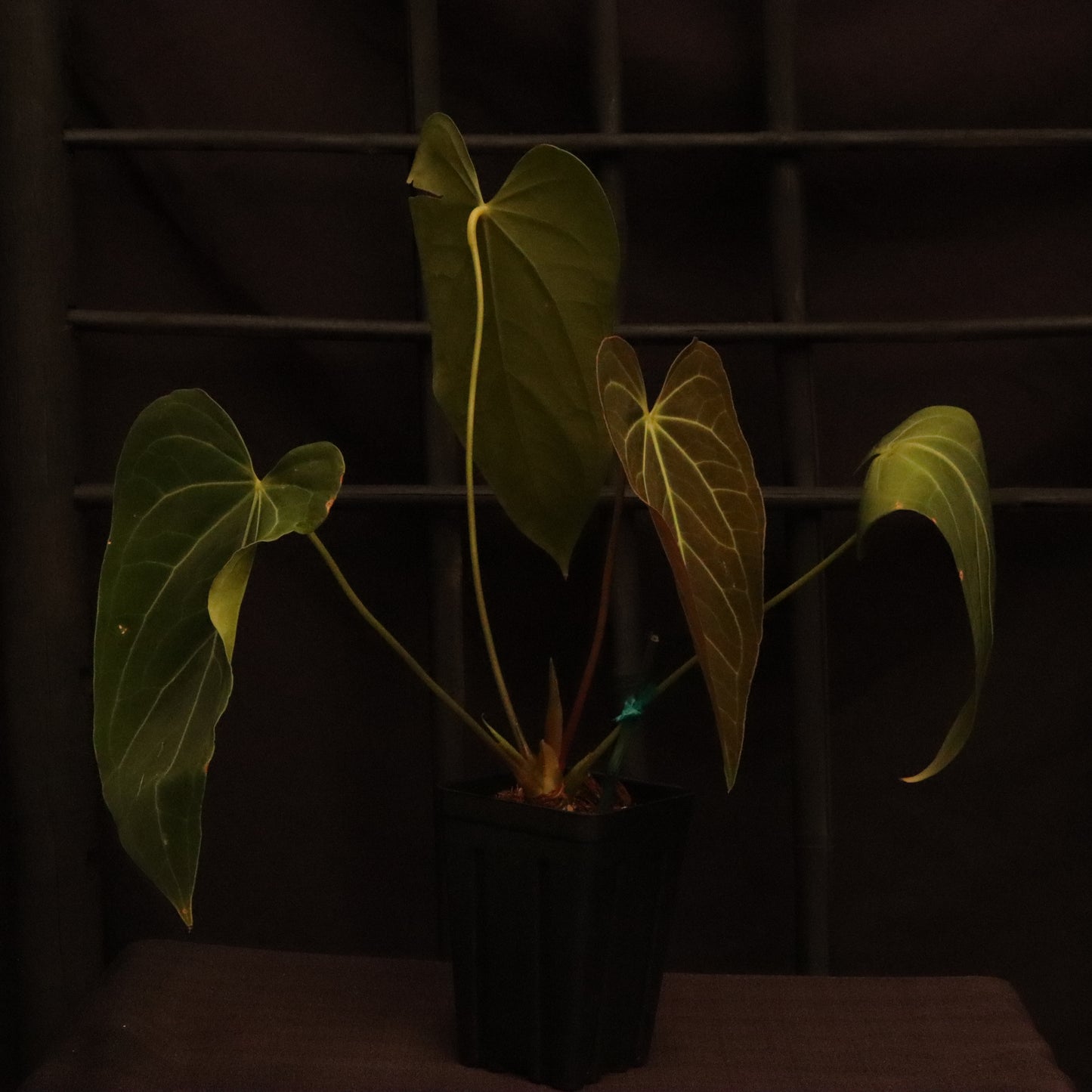Anthurium Warocqueanum x Magnificum (Green Mamba)
