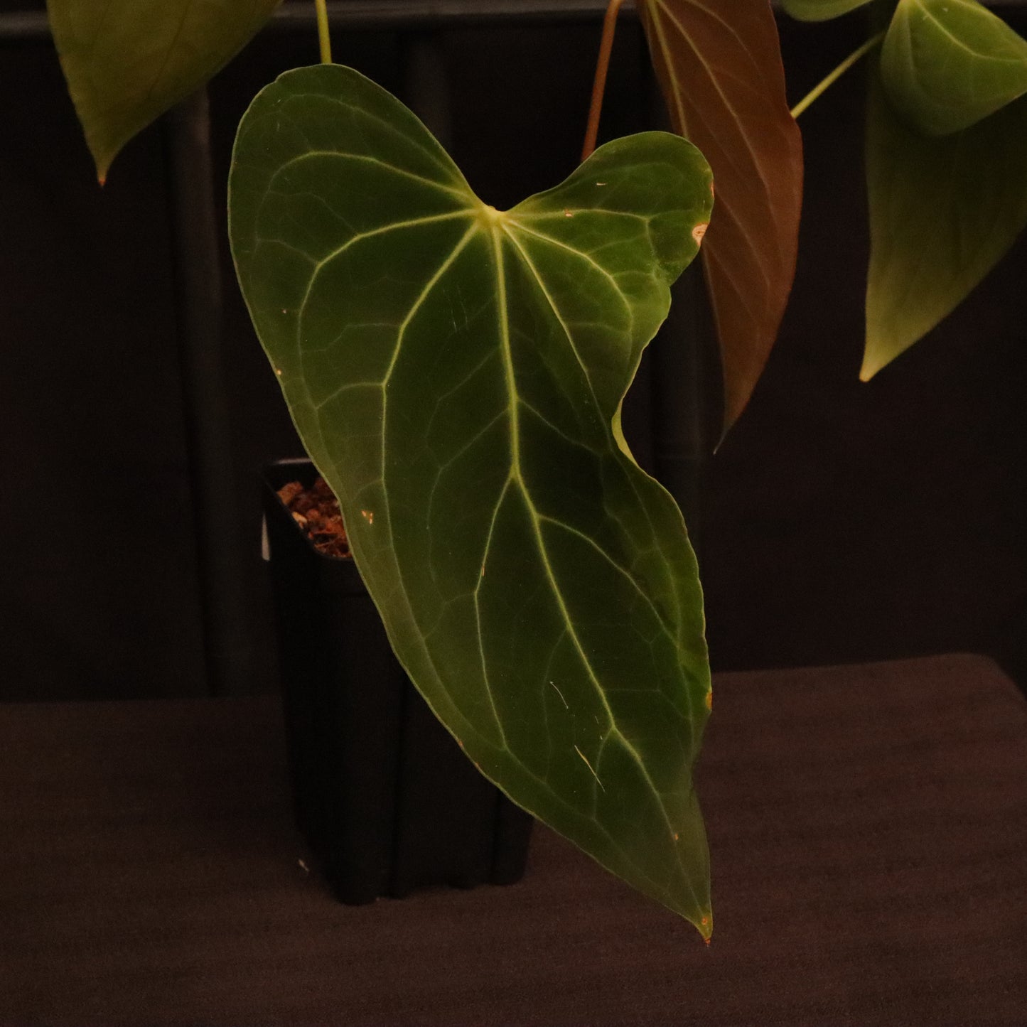 Anthurium Warocqueanum x Magnificum (Green Mamba)