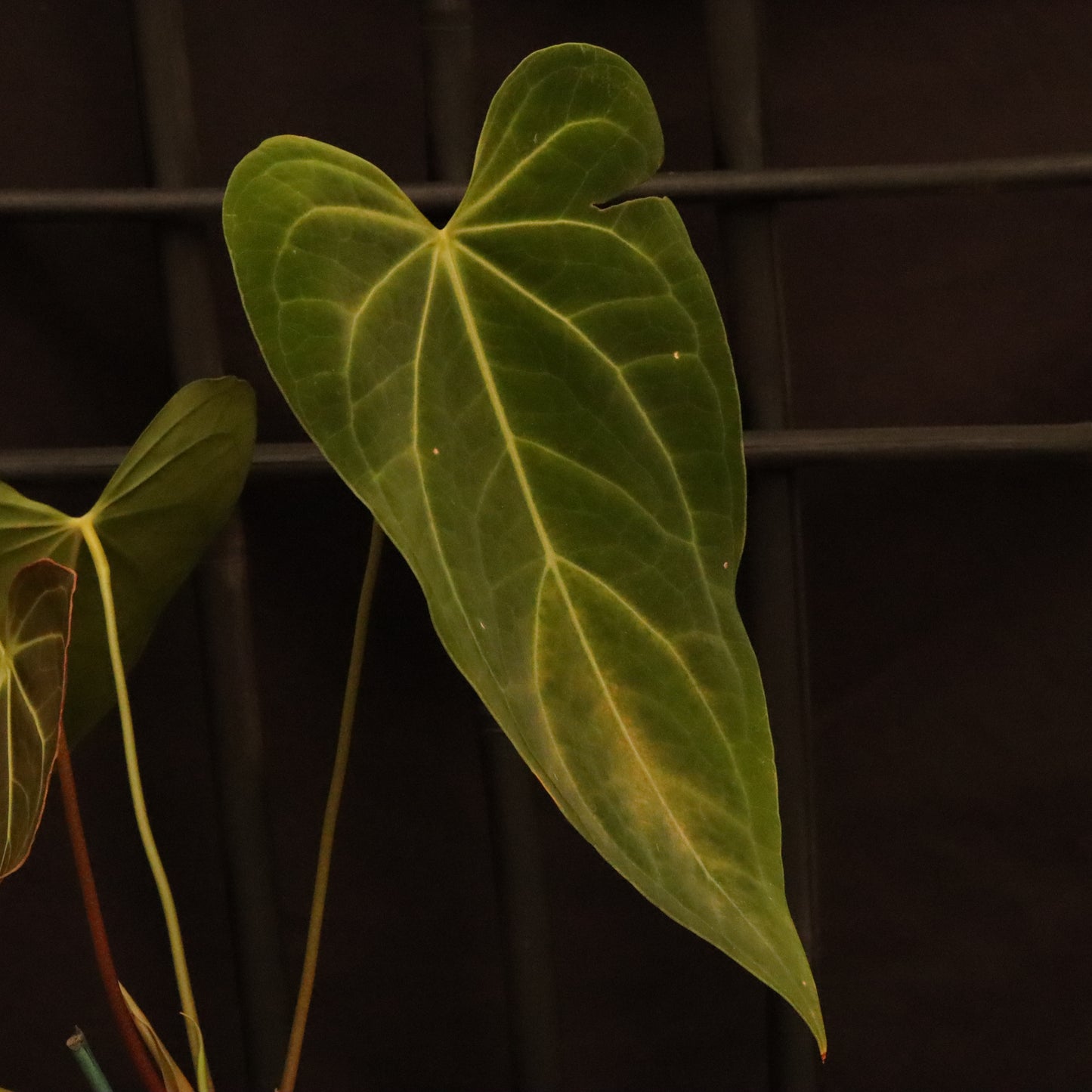 Anthurium Warocqueanum x Magnificum (Green Mamba)