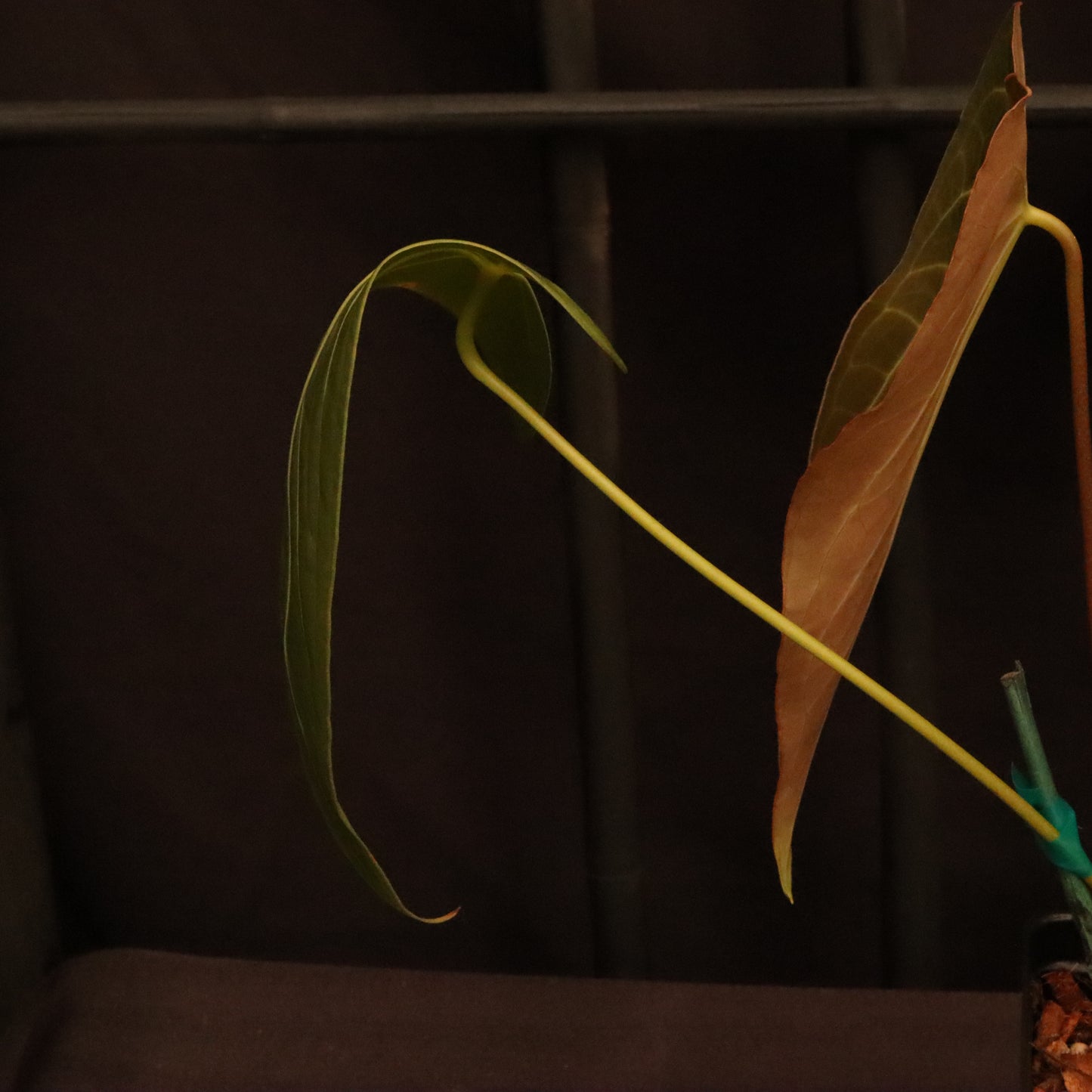 Anthurium Warocqueanum x Magnificum (Green Mamba)