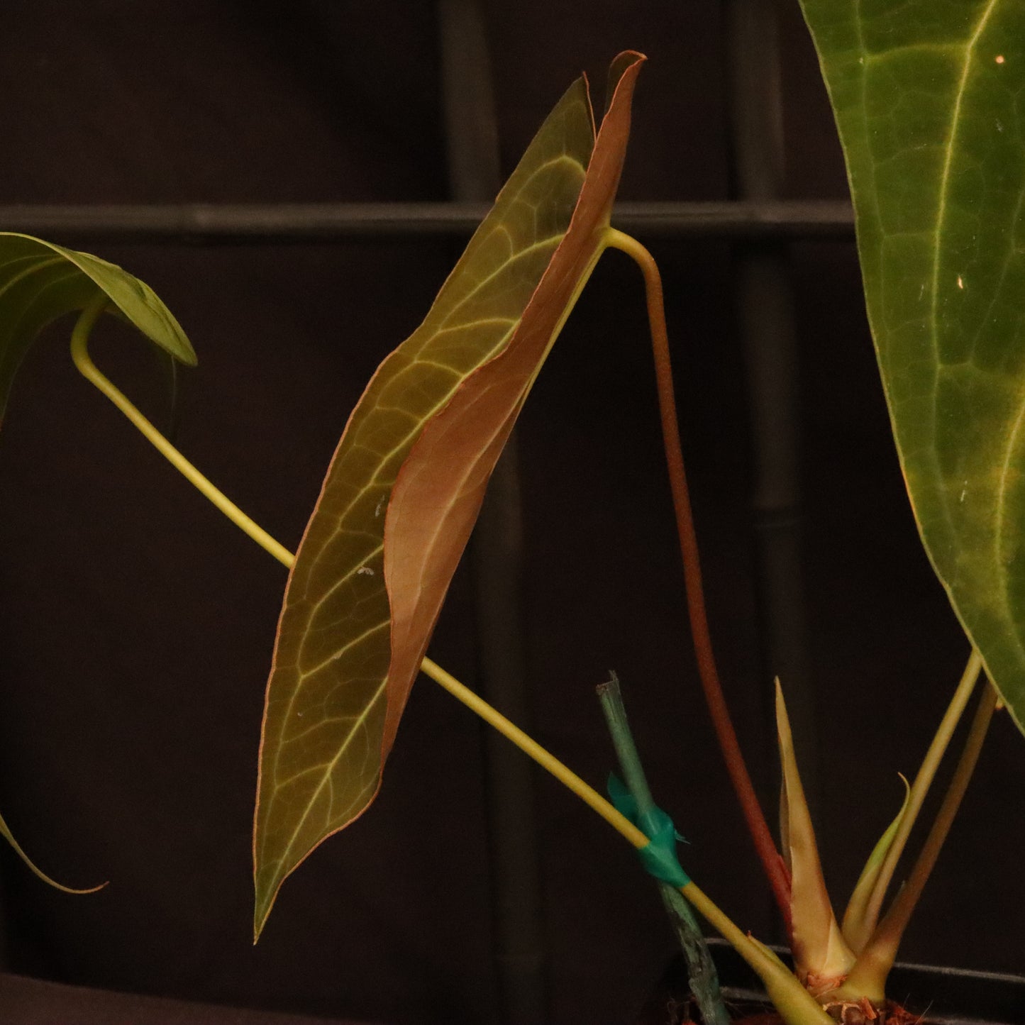 Anthurium Warocqueanum x Magnificum (Green Mamba)