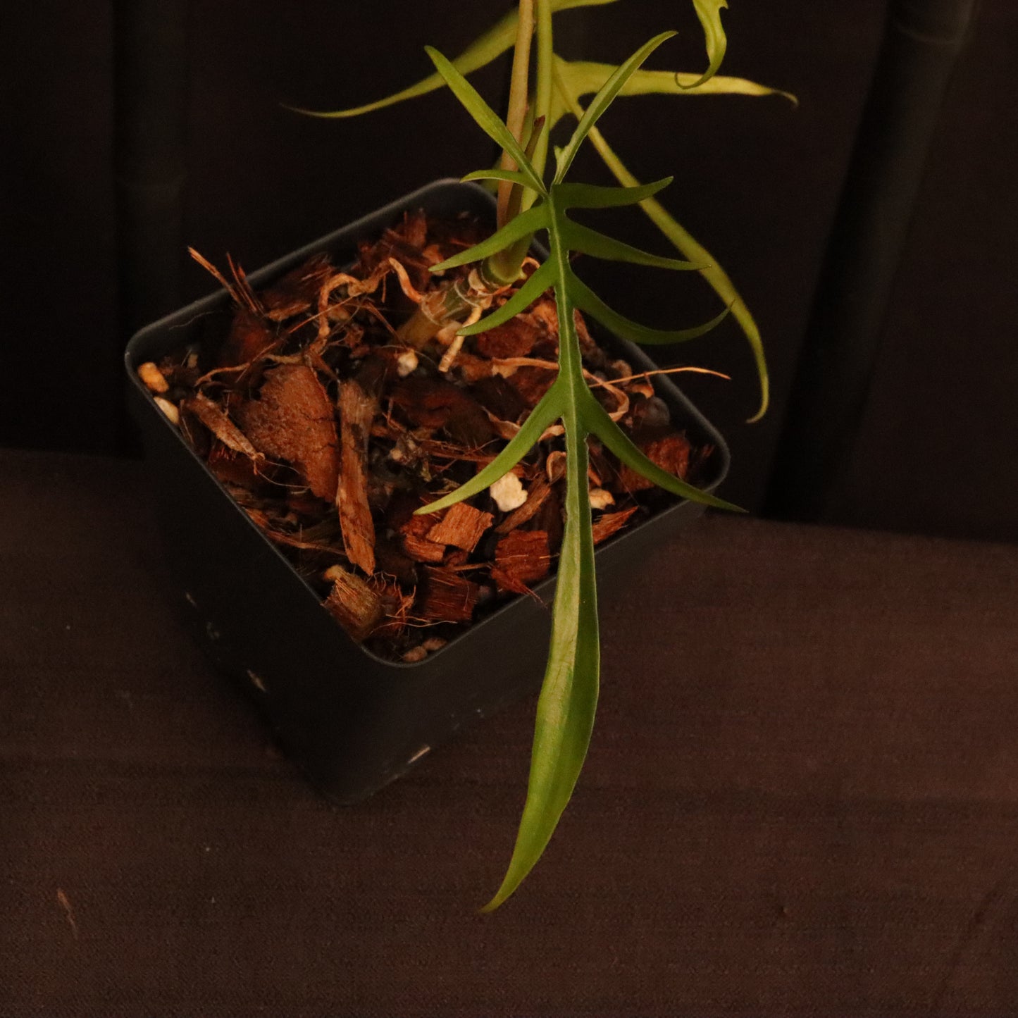 Philodendron Polypodioides