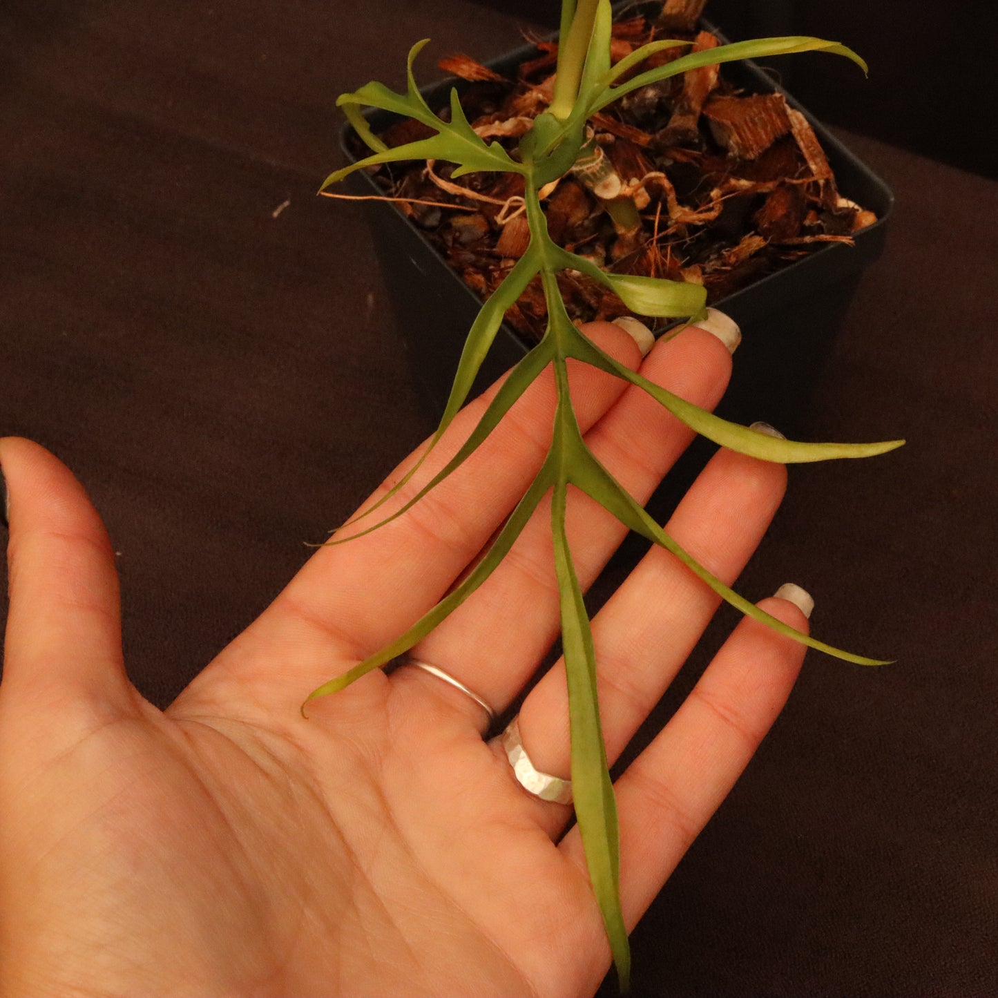 Philodendron Polypodioides