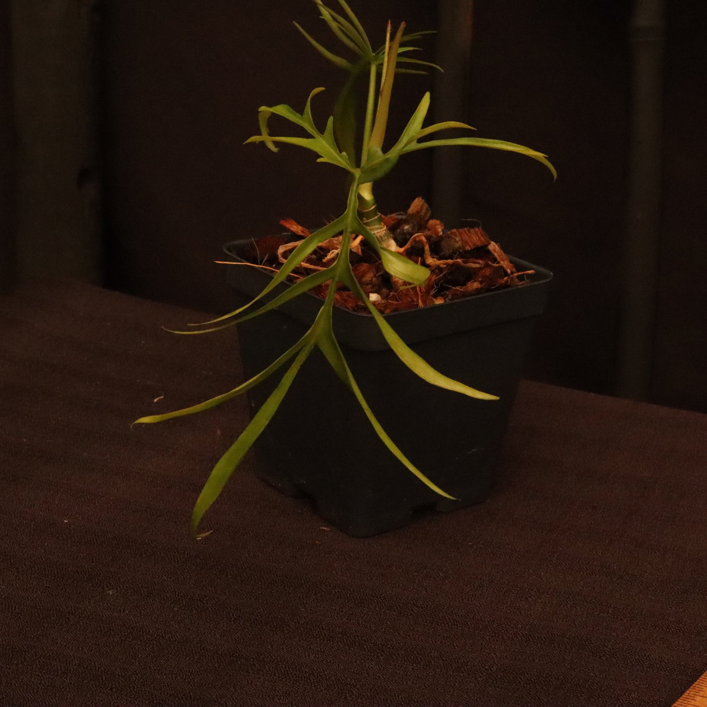 Philodendron Polypodioides