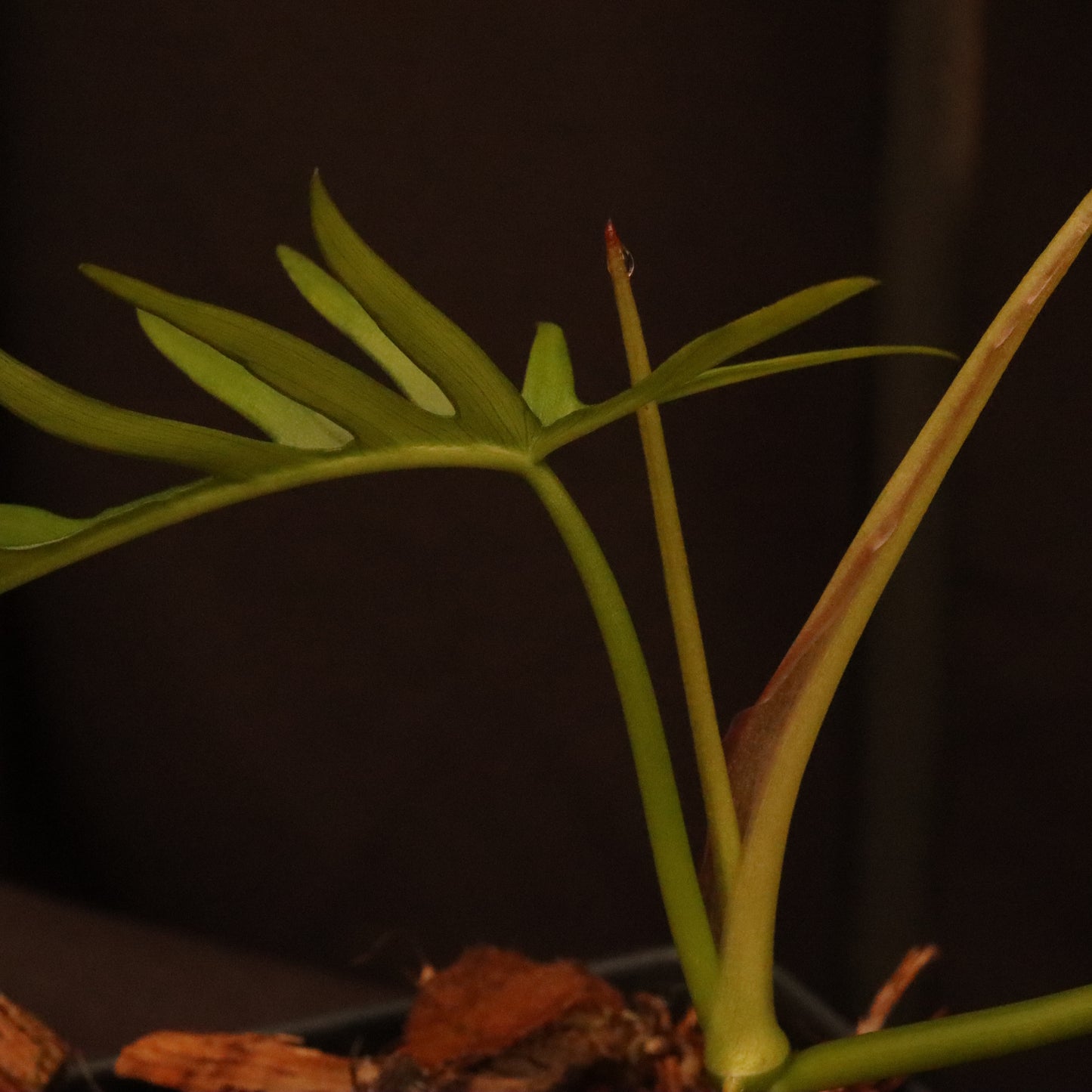 Philodendron Polypodioides