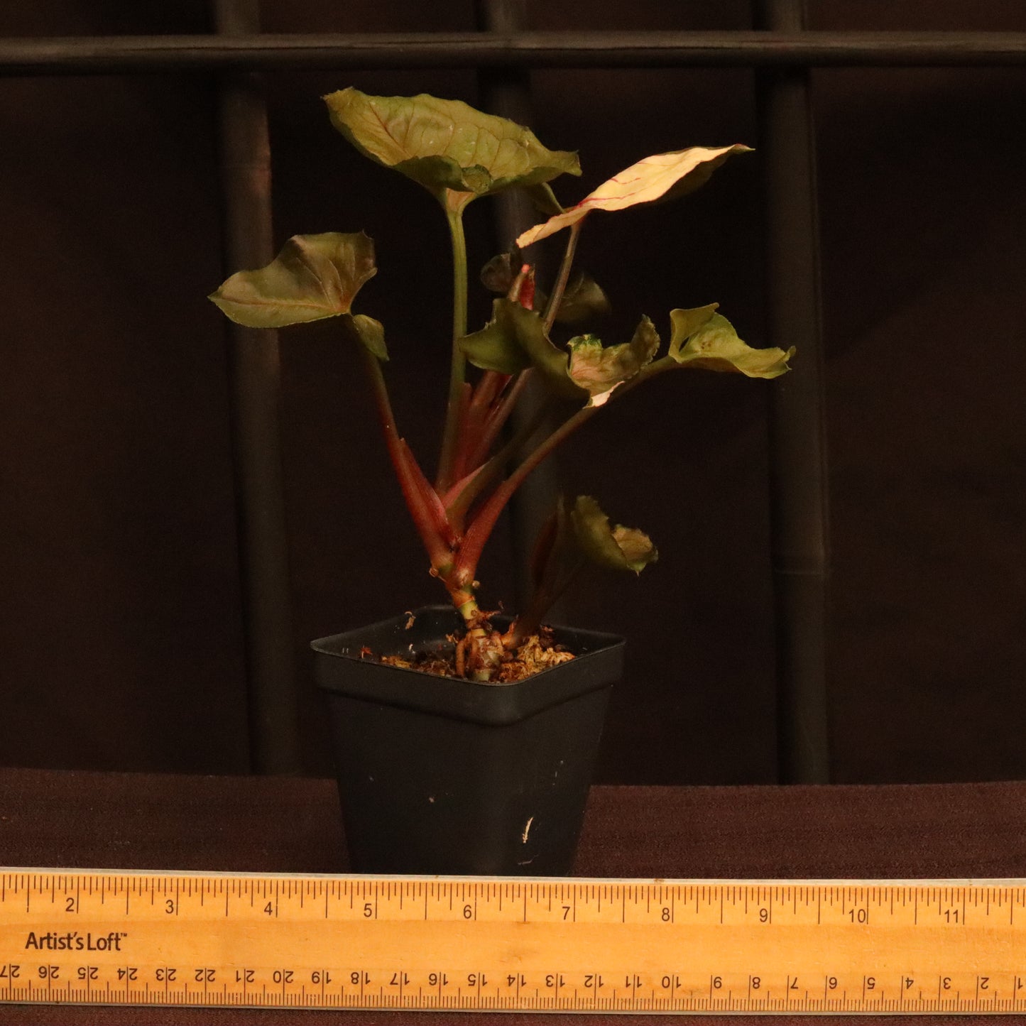Syngonium Strawberry Ice