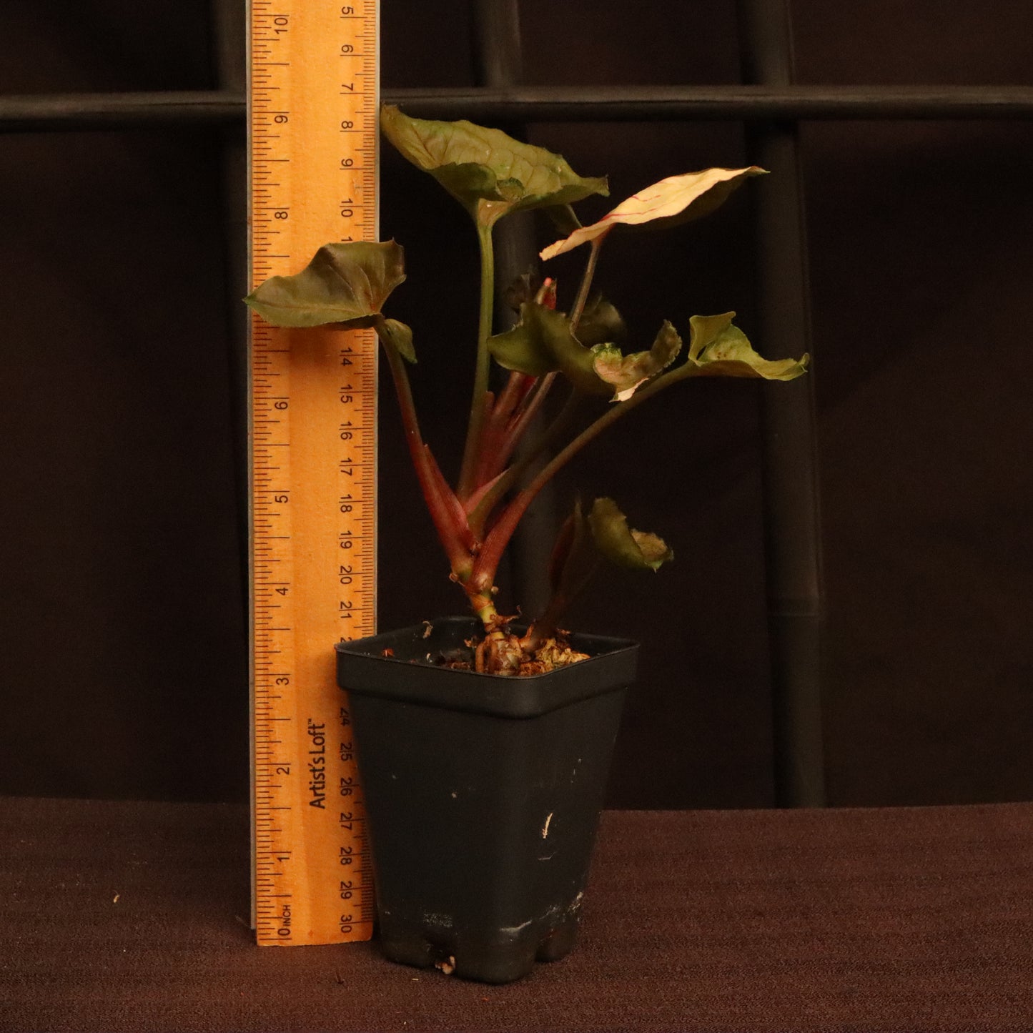 Syngonium Strawberry Ice