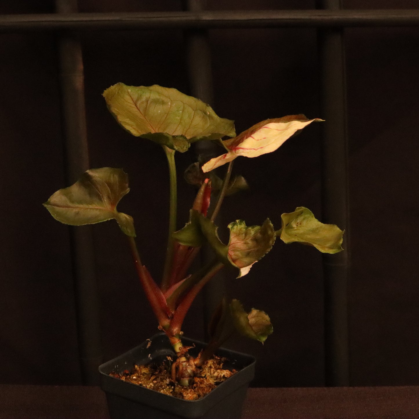 Syngonium Strawberry Ice