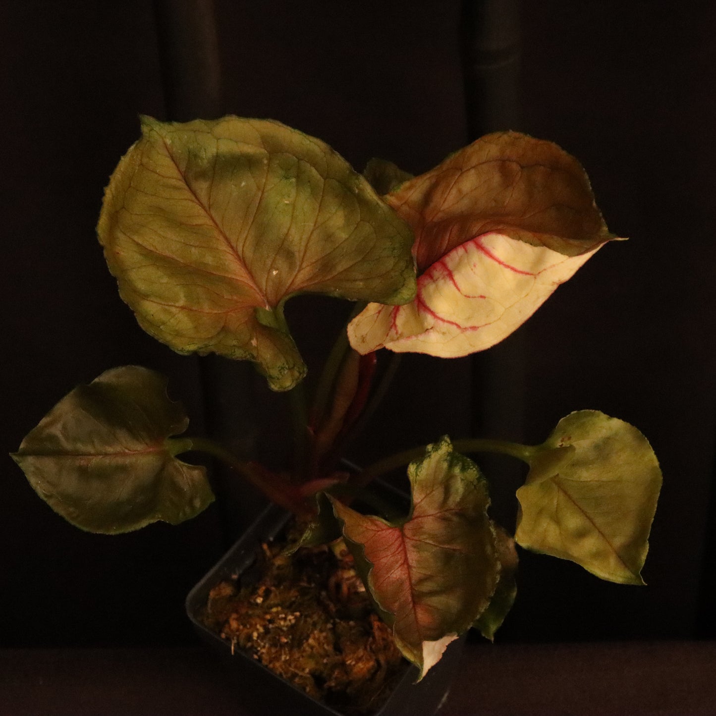 Syngonium Strawberry Ice