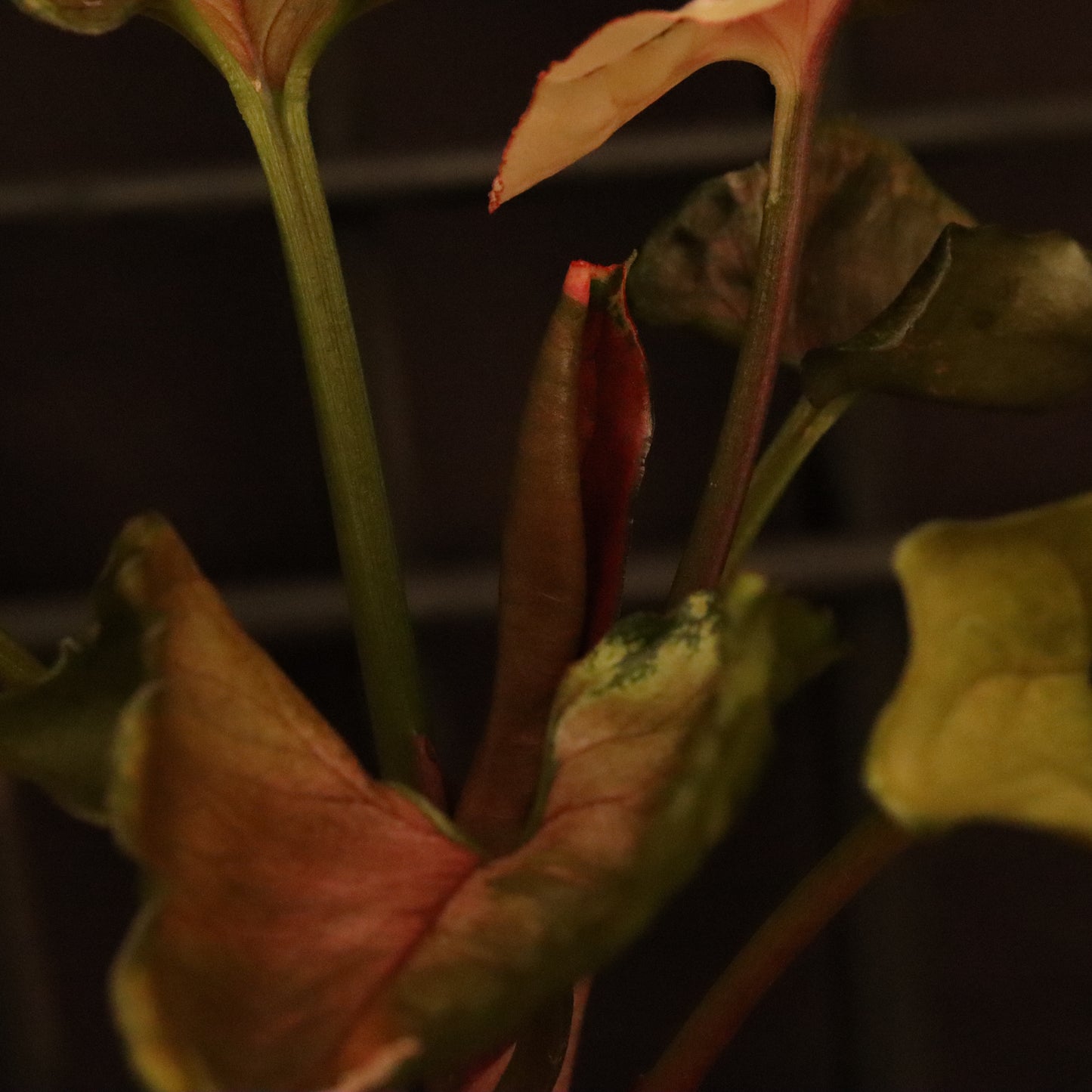 Syngonium Strawberry Ice