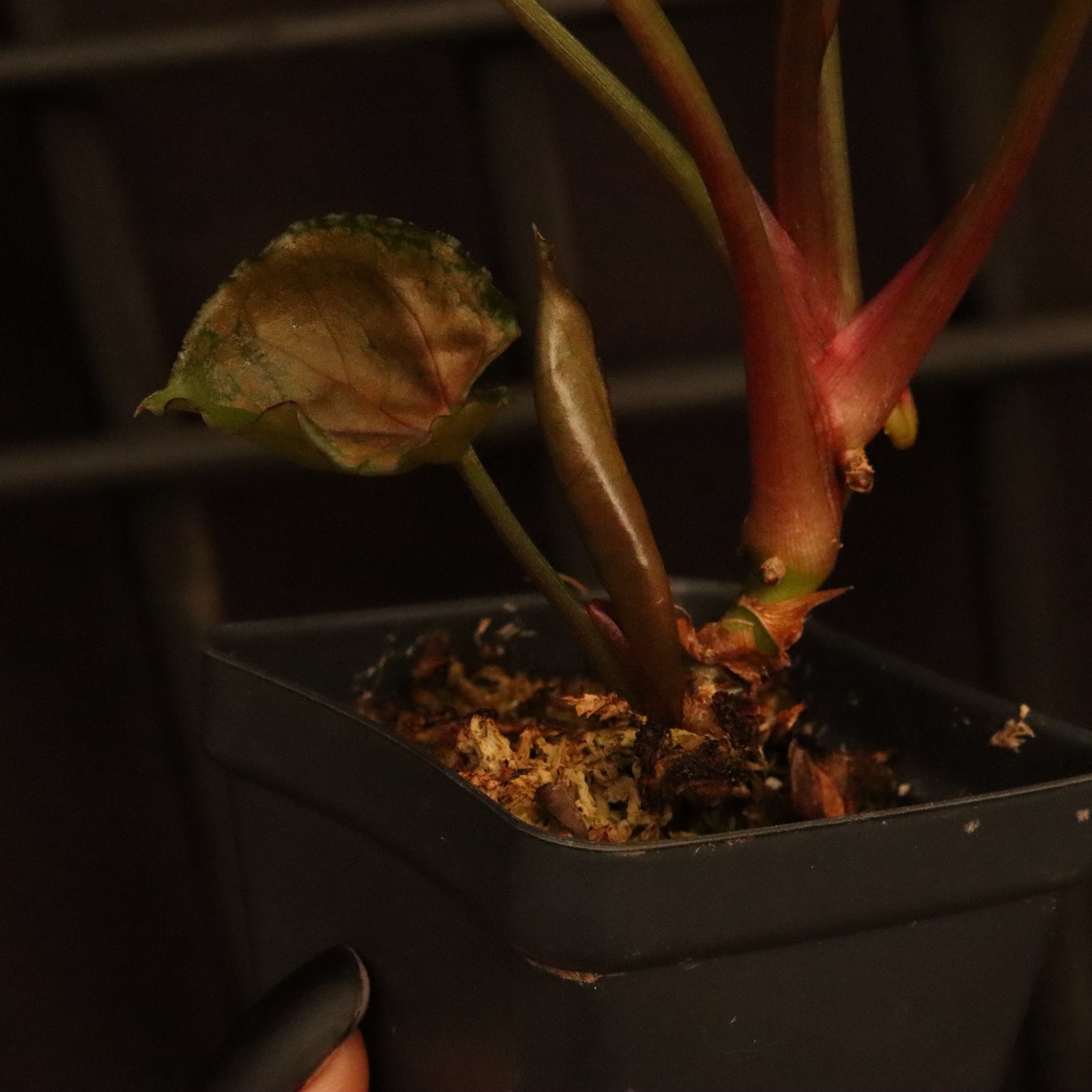 Syngonium Strawberry Ice