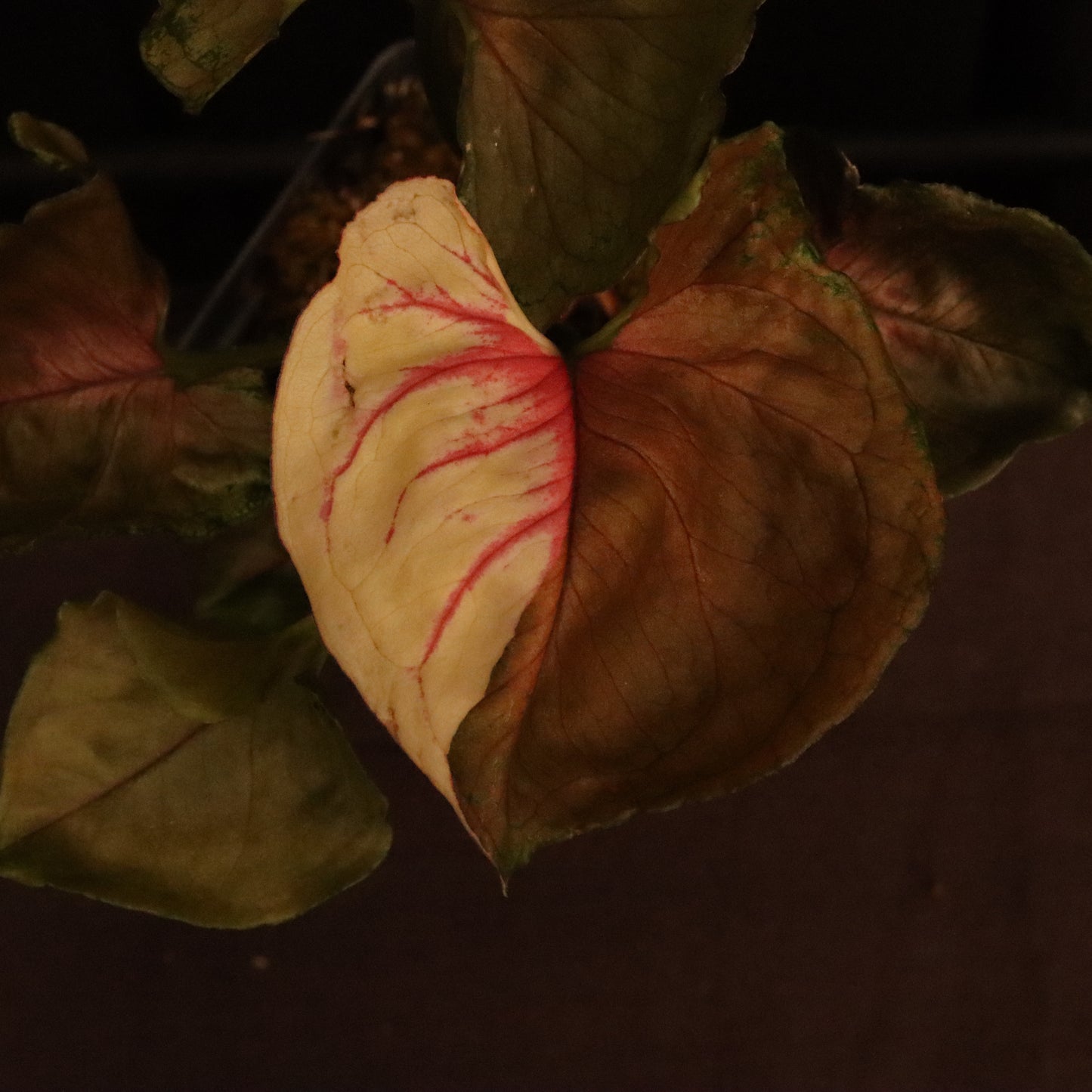 Syngonium Strawberry Ice