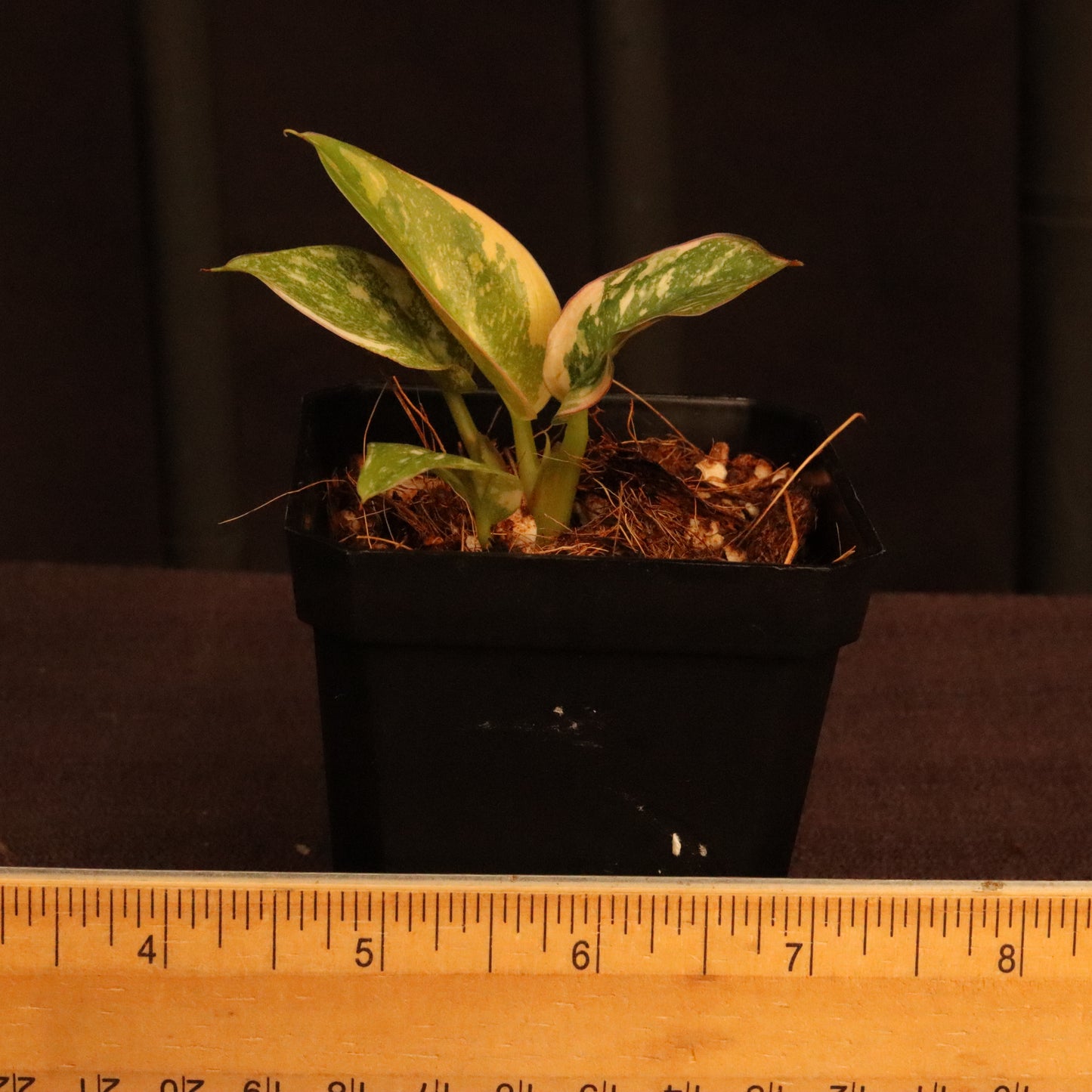 Variegated Philodendron Green Congo Hybrid