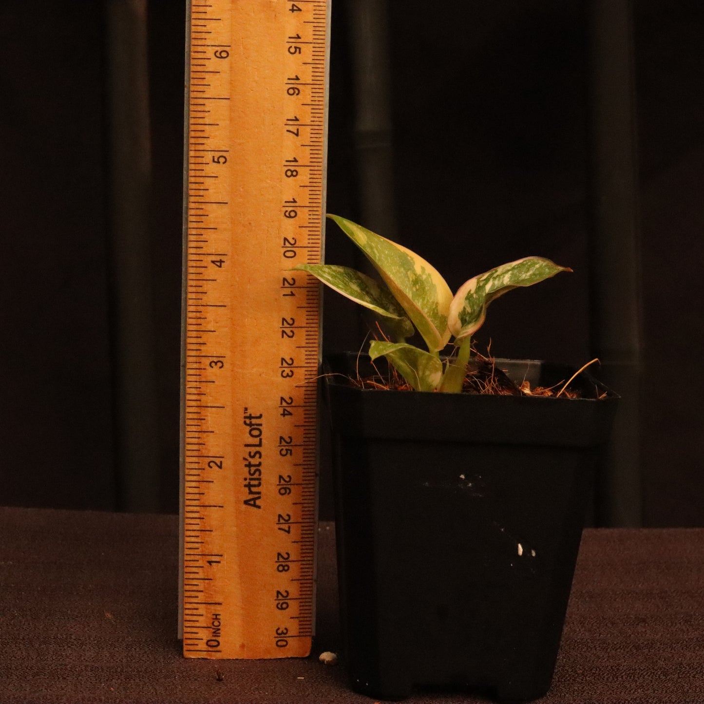 Variegated Philodendron Green Congo Hybrid
