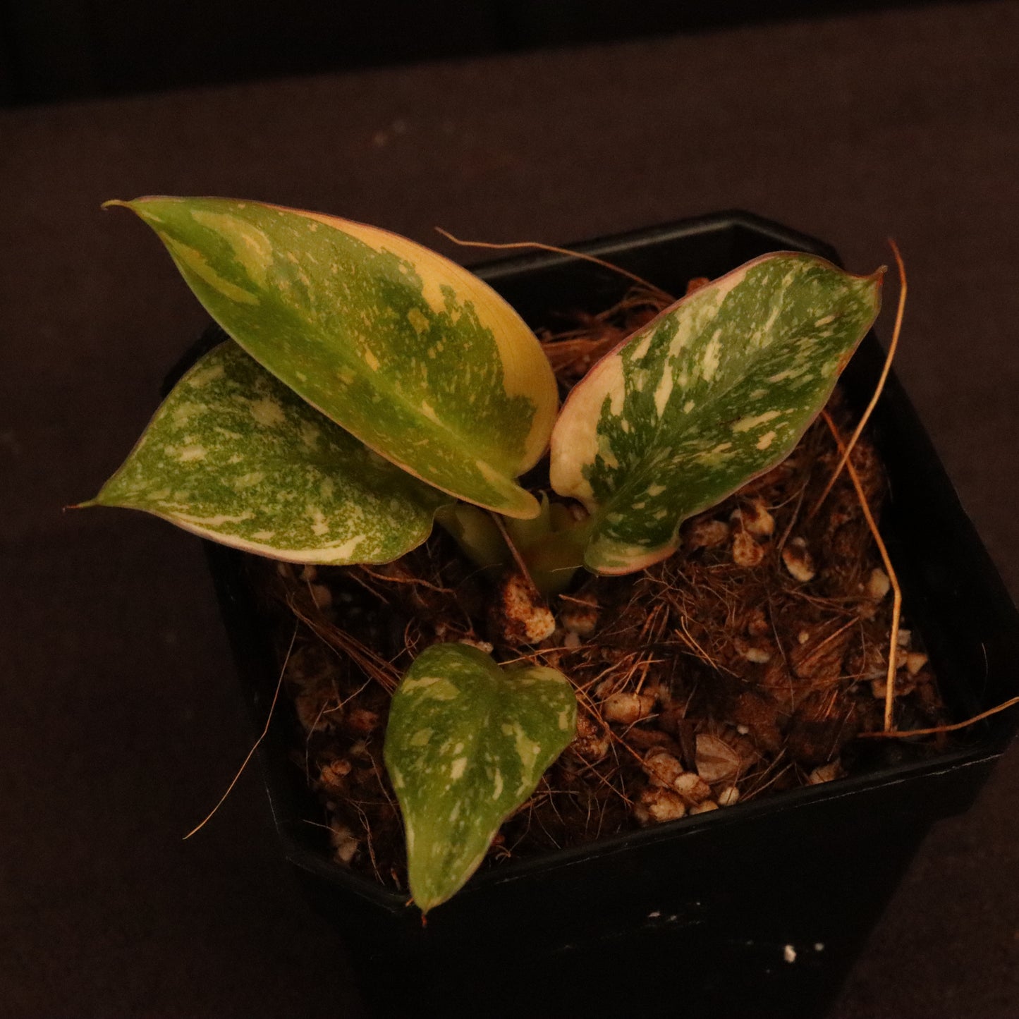 Variegated Philodendron Green Congo Hybrid