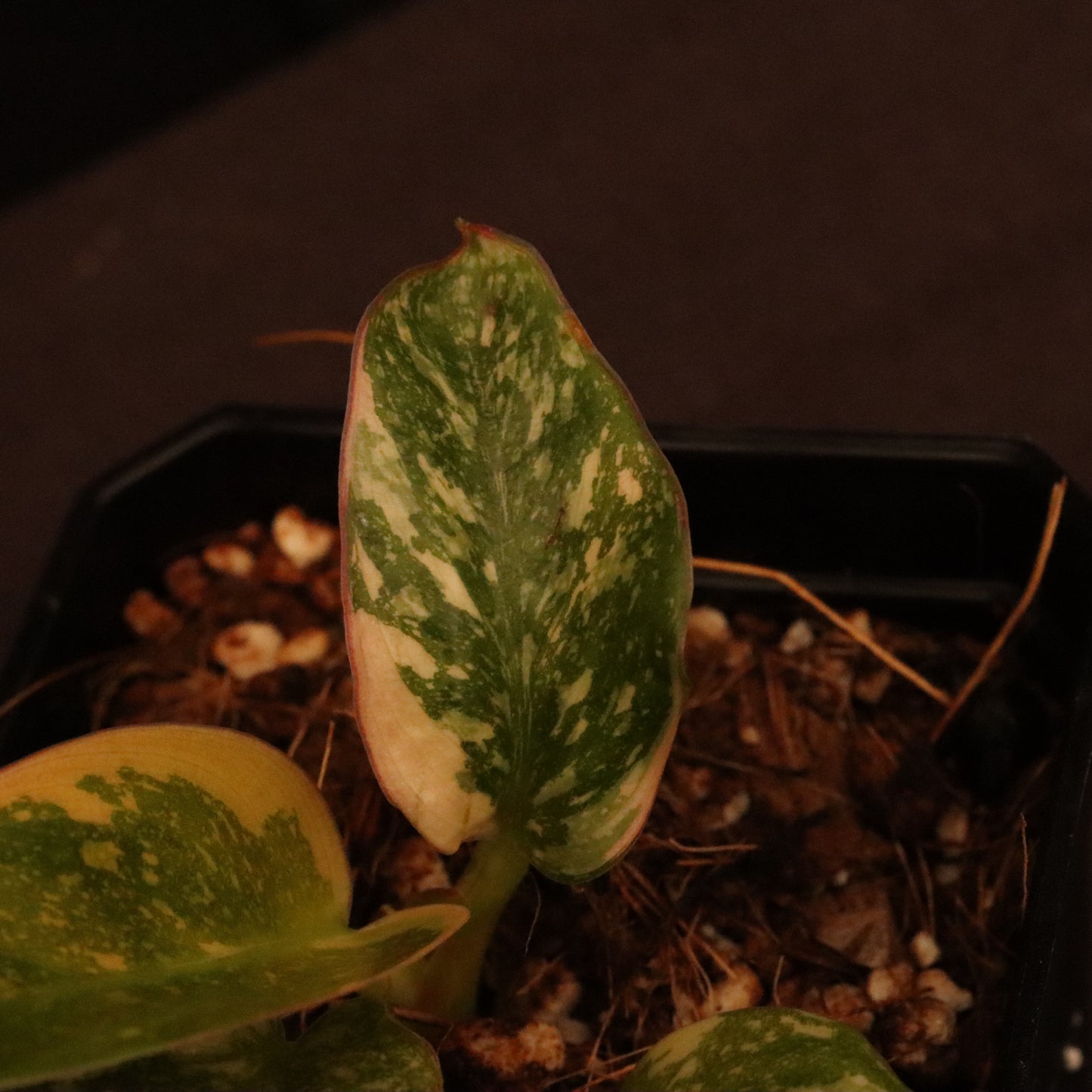 Variegated Philodendron Green Congo Hybrid