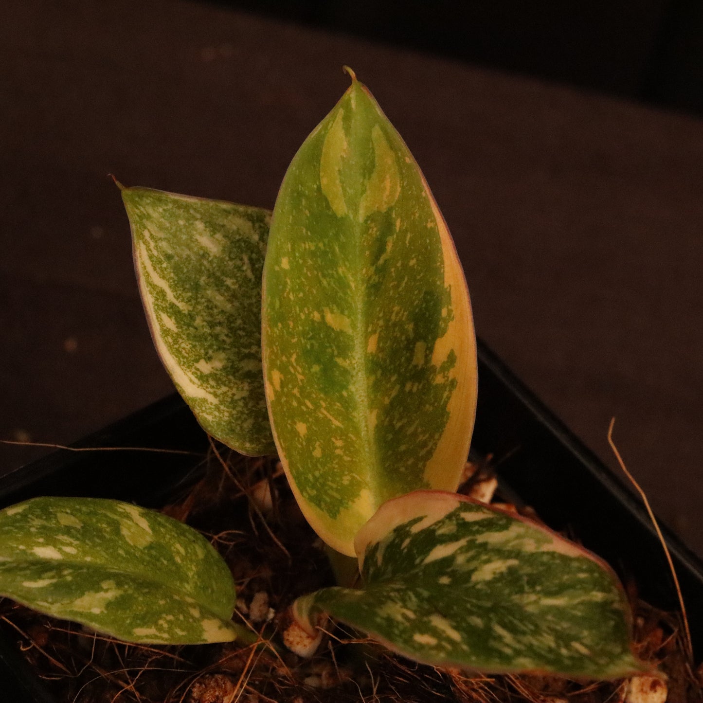 Variegated Philodendron Green Congo Hybrid