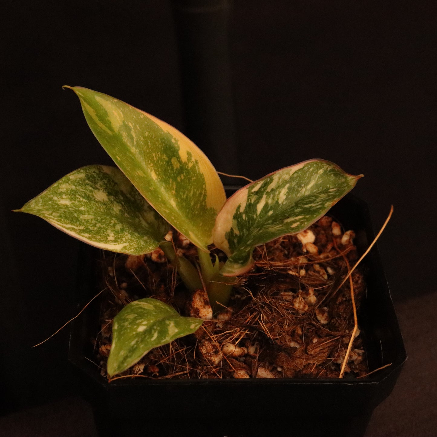 Variegated Philodendron Green Congo Hybrid