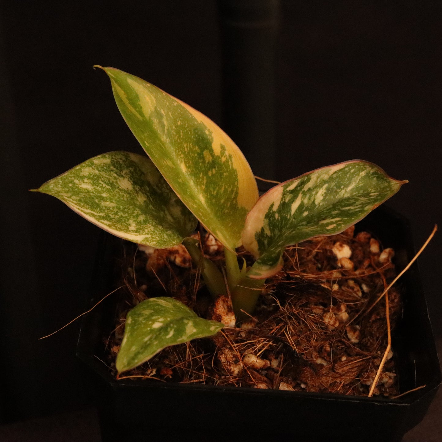Variegated Philodendron Green Congo Hybrid
