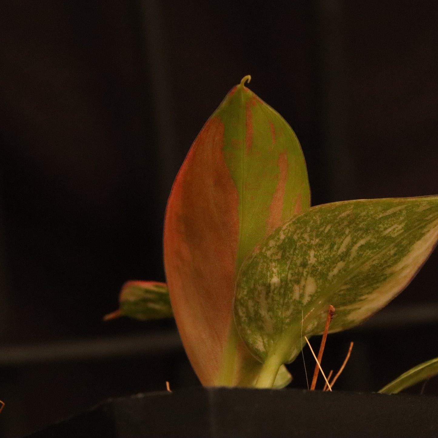 Variegated Philodendron Green Congo Hybrid
