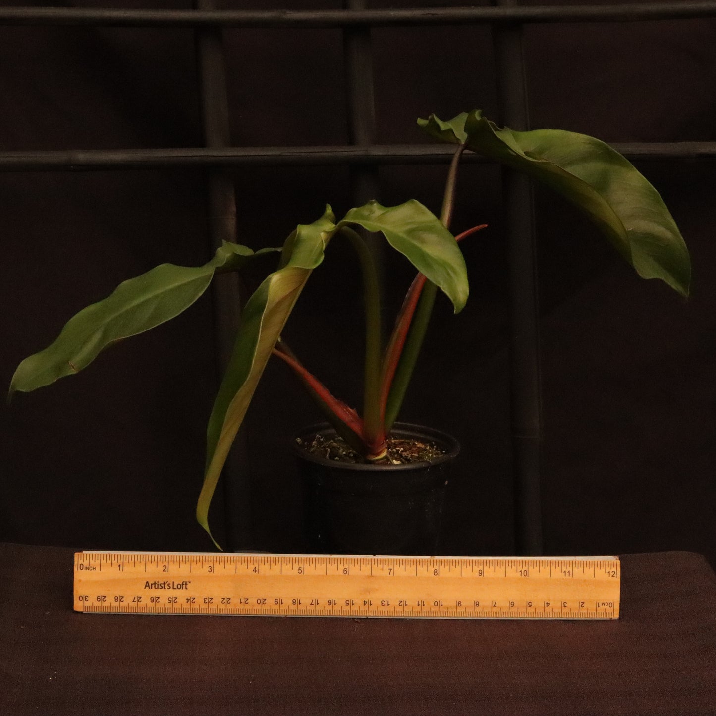 Philodendron Tripartitum - Grower's Choice