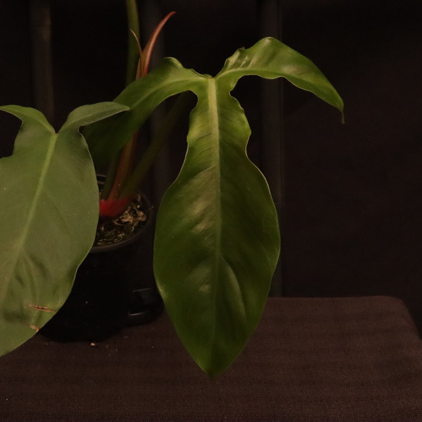 Philodendron Tripartitum - Grower's Choice