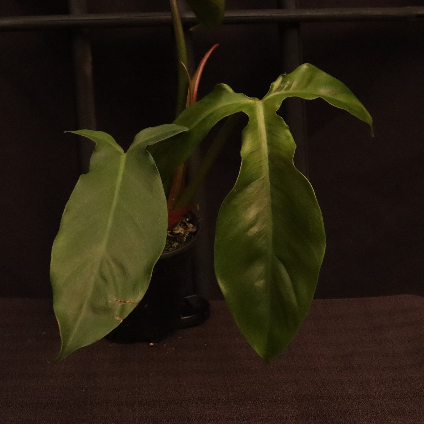 Philodendron Tripartitum - Grower's Choice