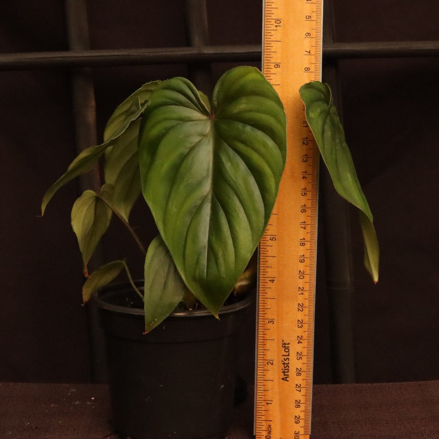 Philodendron Plowmanii - Grower's Choice