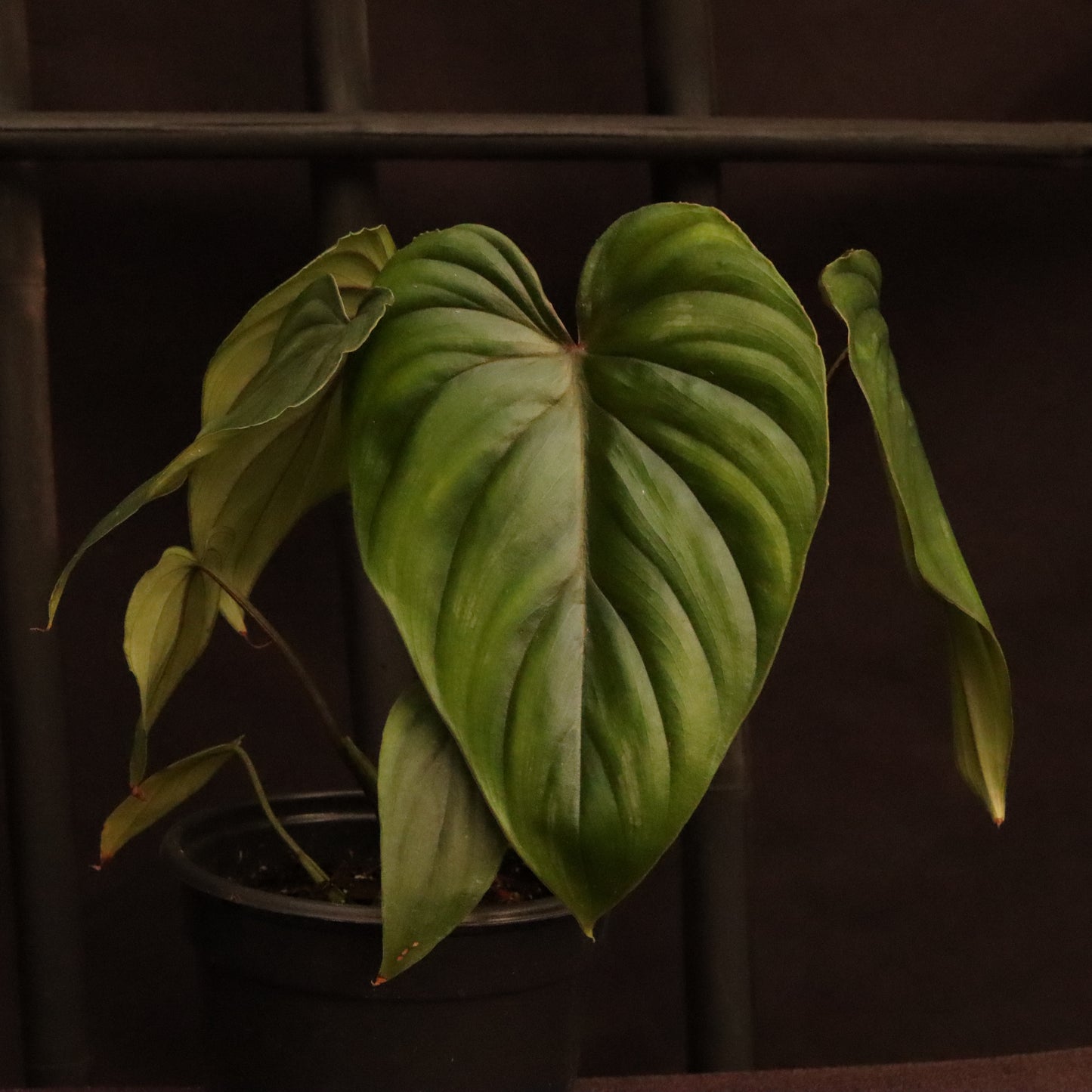 Philodendron Plowmanii - Grower's Choice