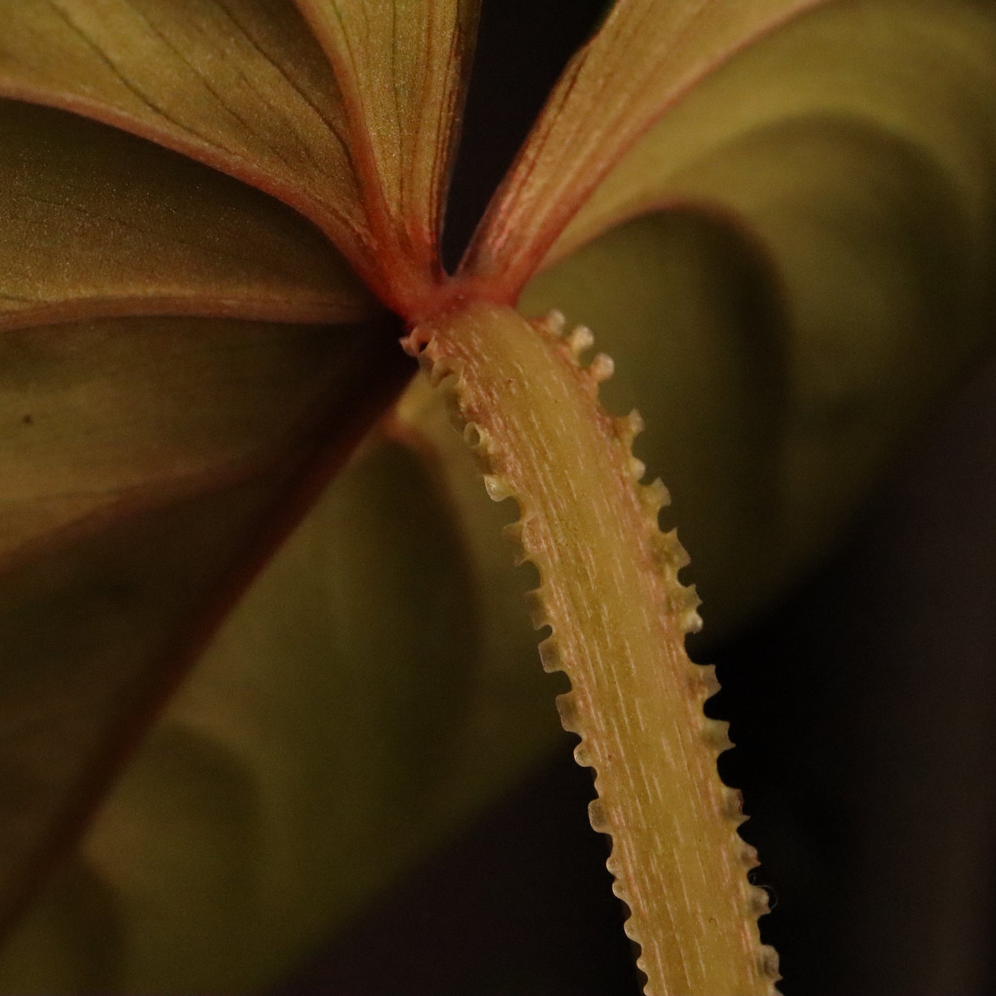 Philodendron Plowmanii - Grower's Choice