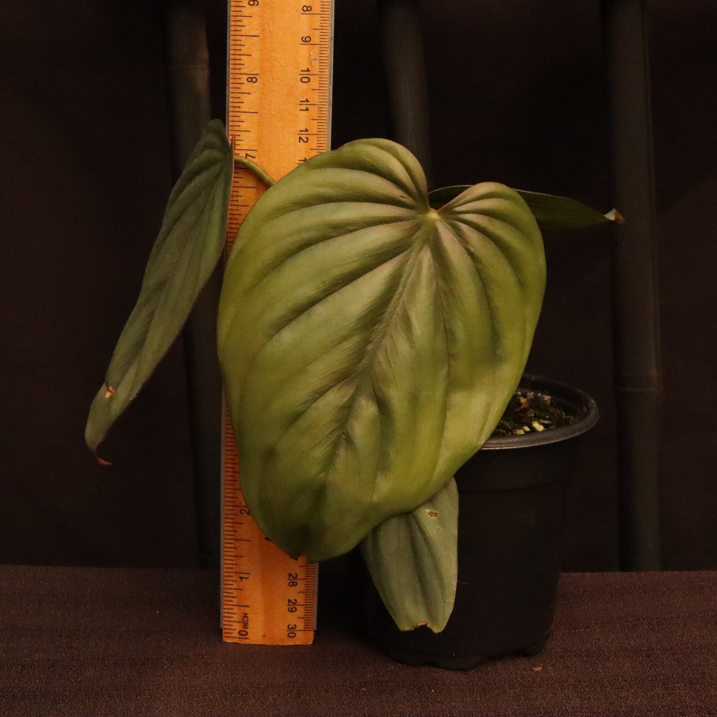 Philodendron SP. Colombia Platinum - Grower's Choice
