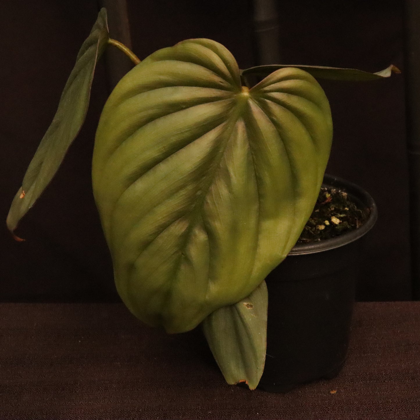 Philodendron SP. Colombia Platinum - Grower's Choice
