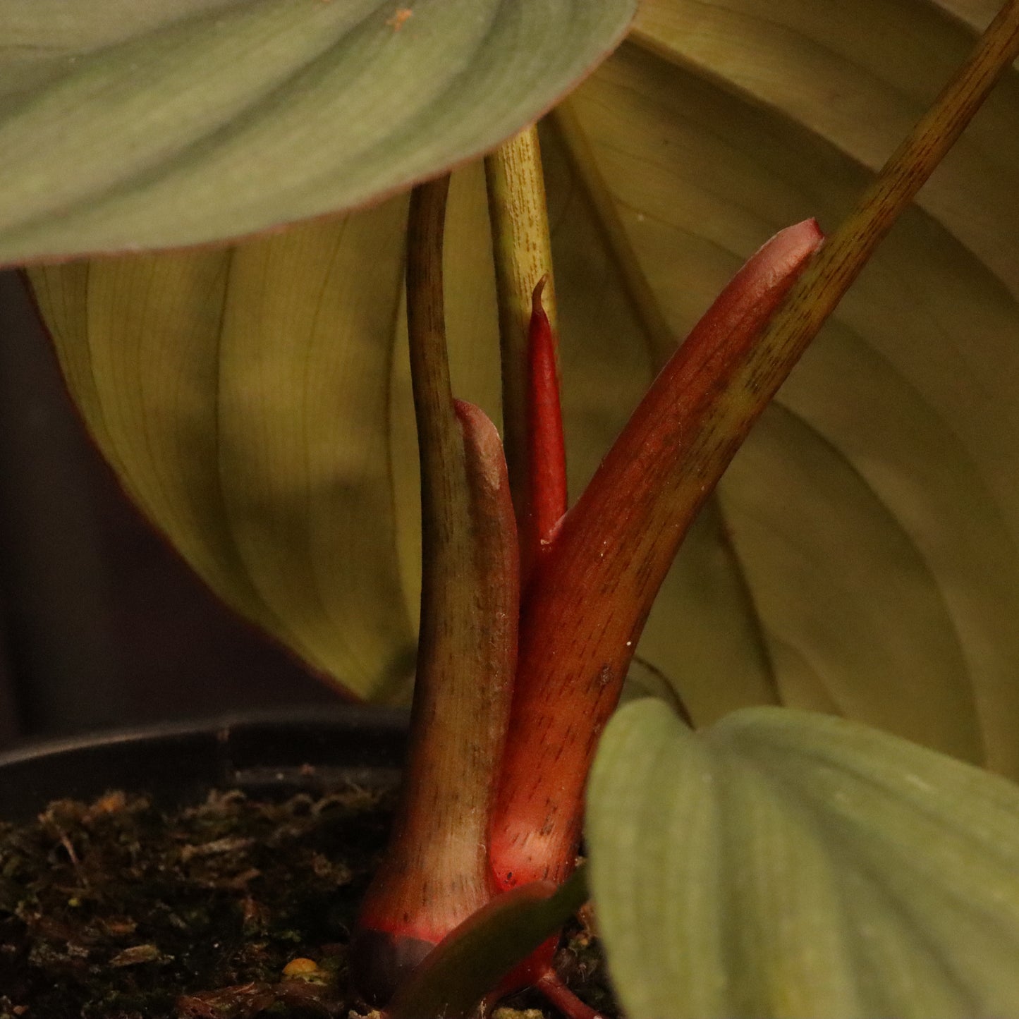 Philodendron SP. Colombia Platinum - Grower's Choice