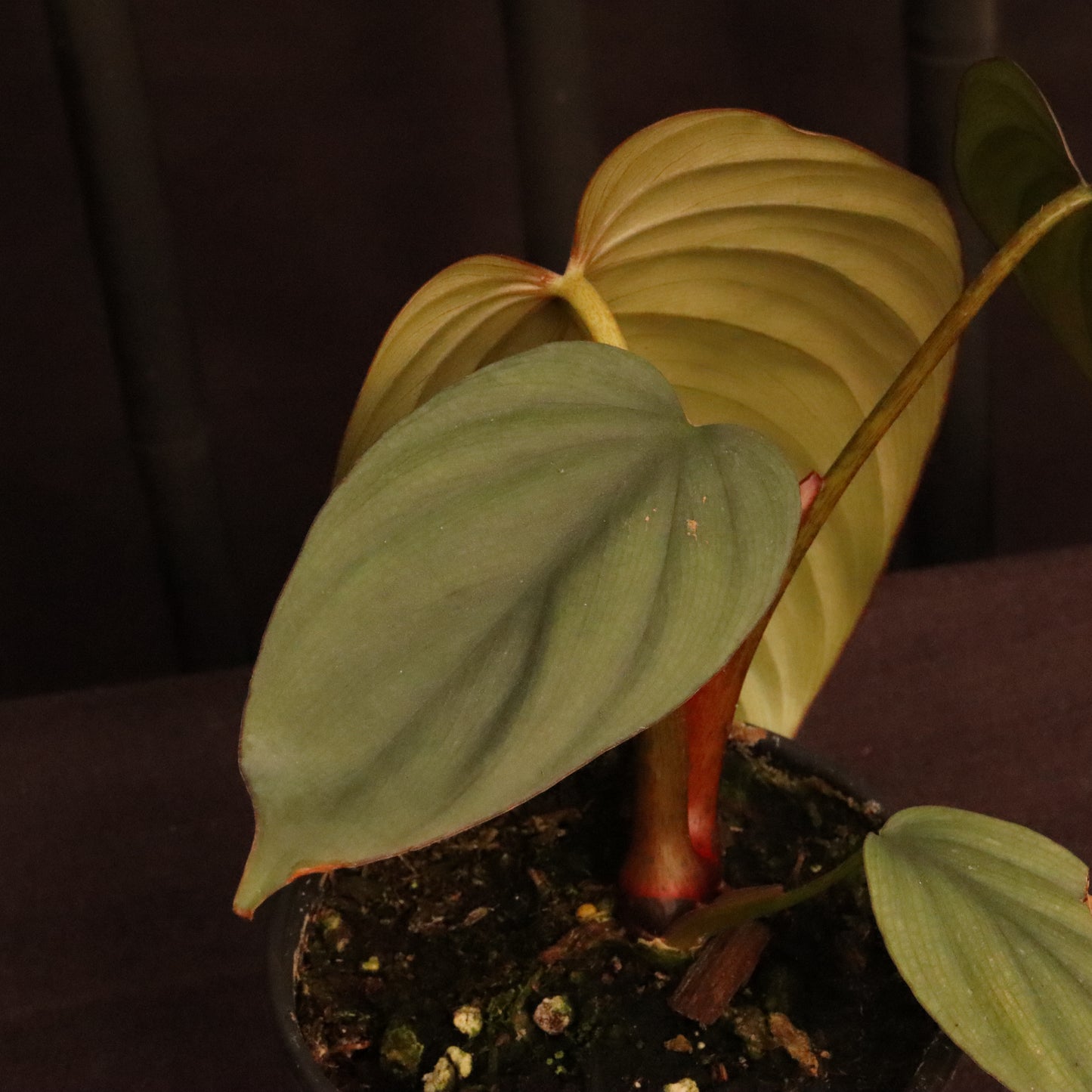 Philodendron SP. Colombia Platinum - Grower's Choice