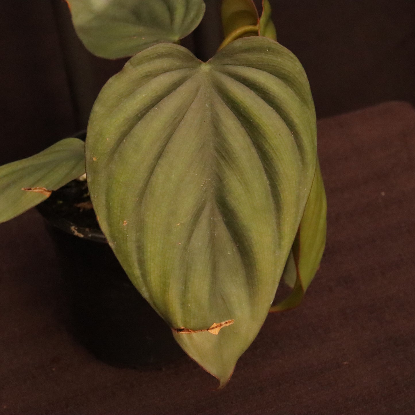 Philodendron SP. Colombia Platinum - Grower's Choice