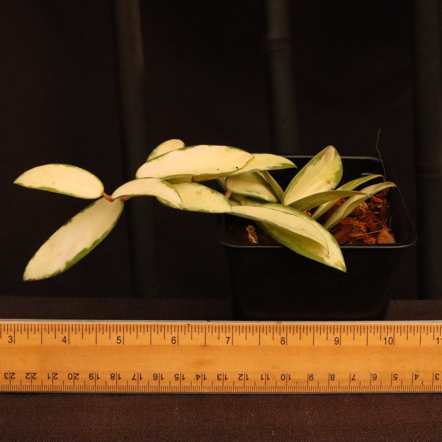 Hoya Verticillata Variegated - A