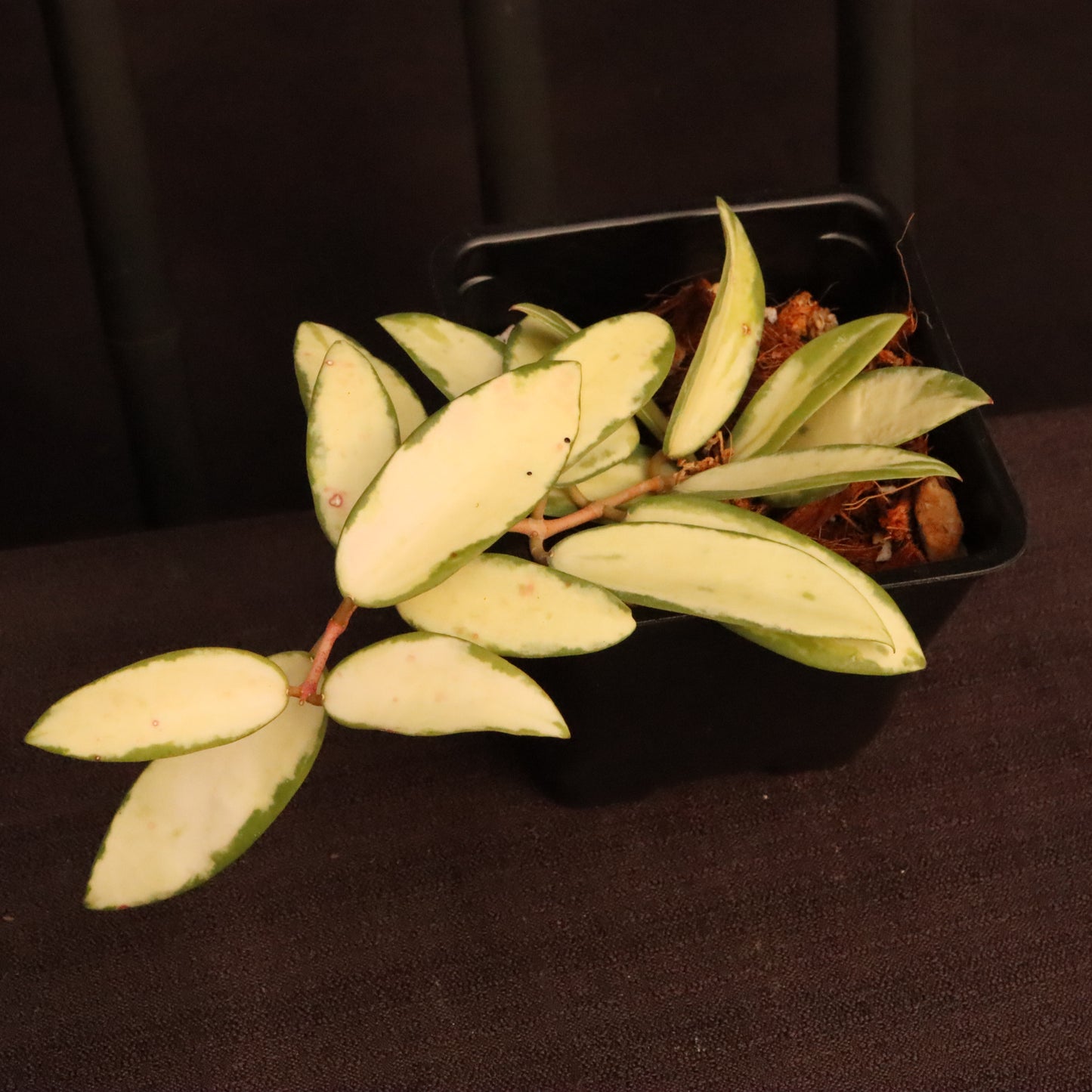Hoya Verticillata Variegated - A