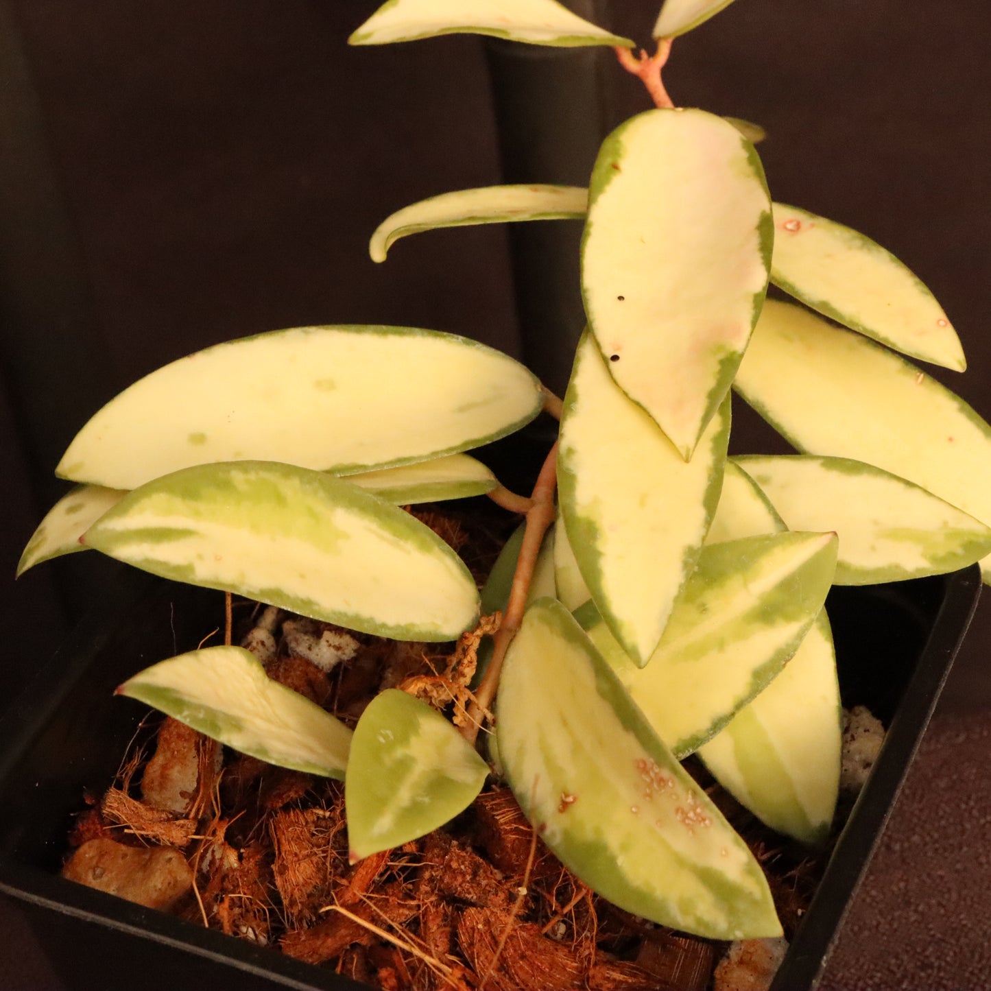 Hoya Verticillata Variegated - A