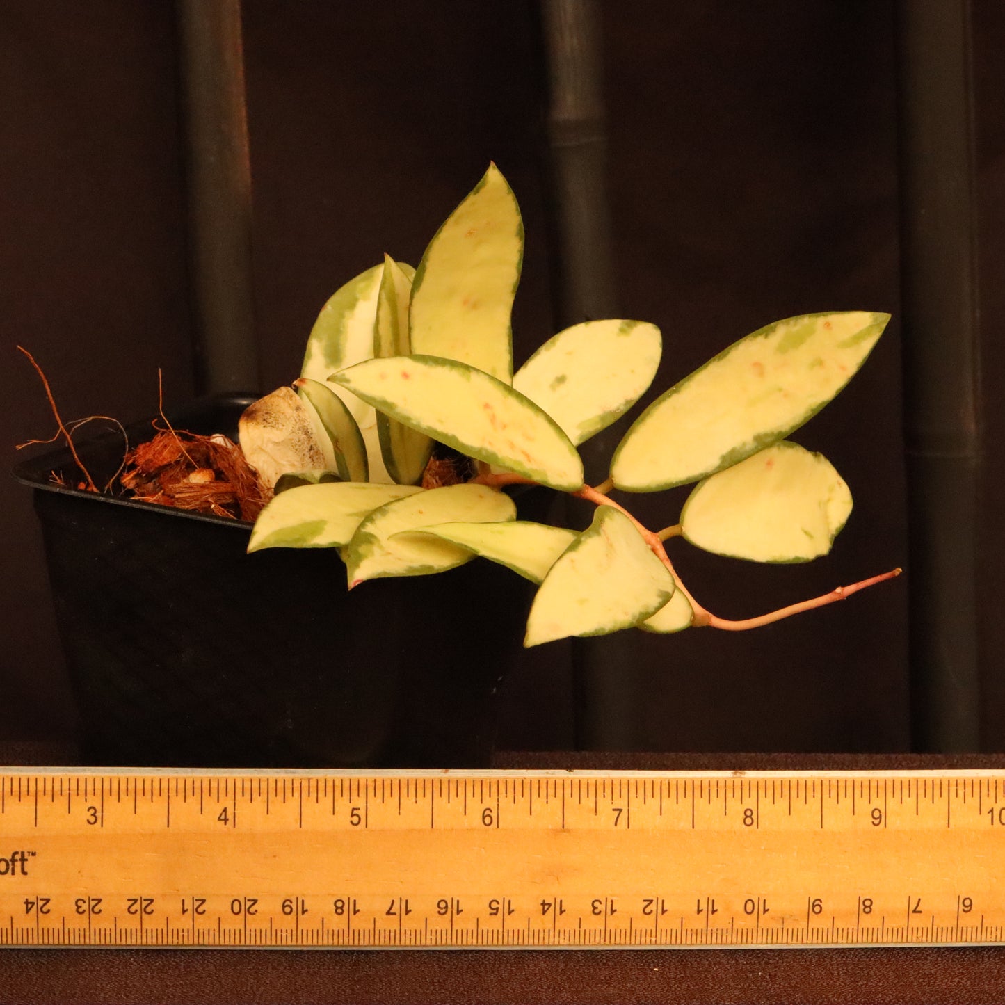 Hoya Verticillata Variegated - B