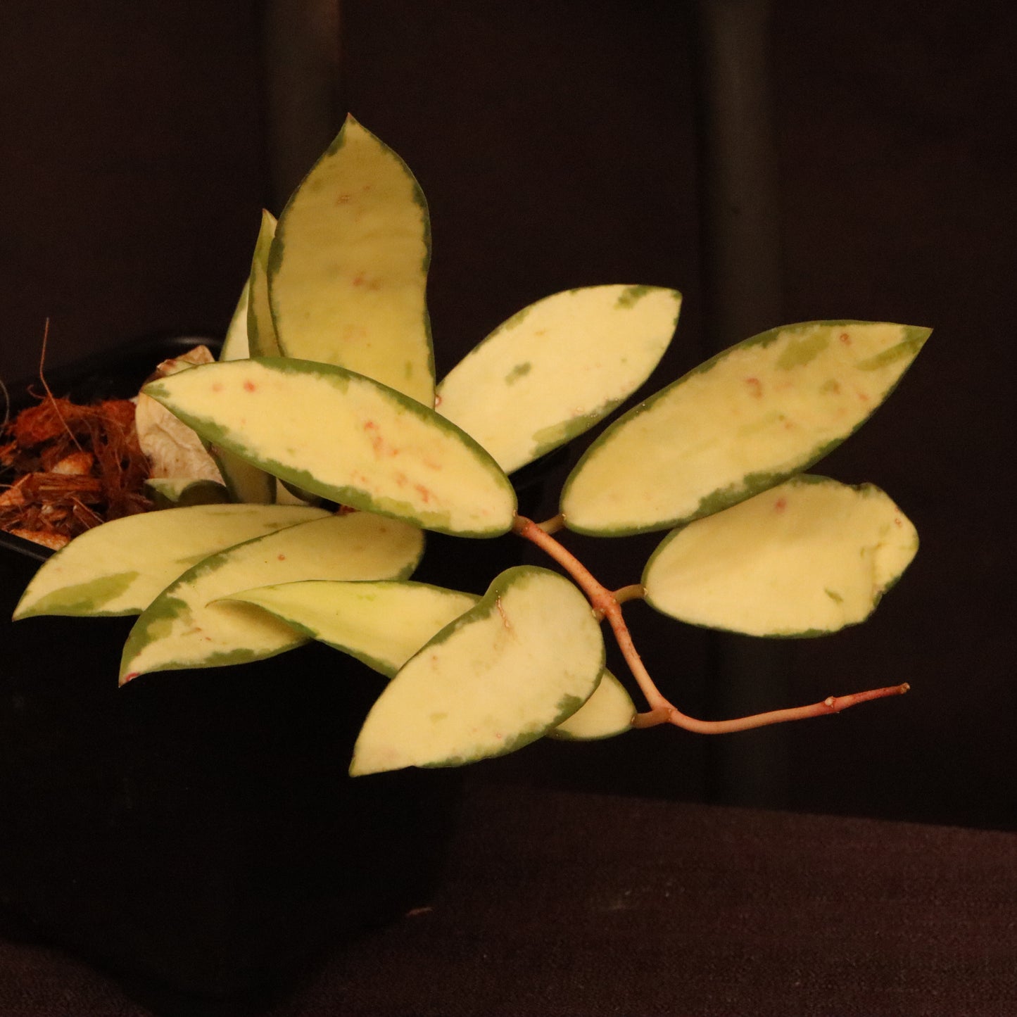 Hoya Verticillata Variegated - B