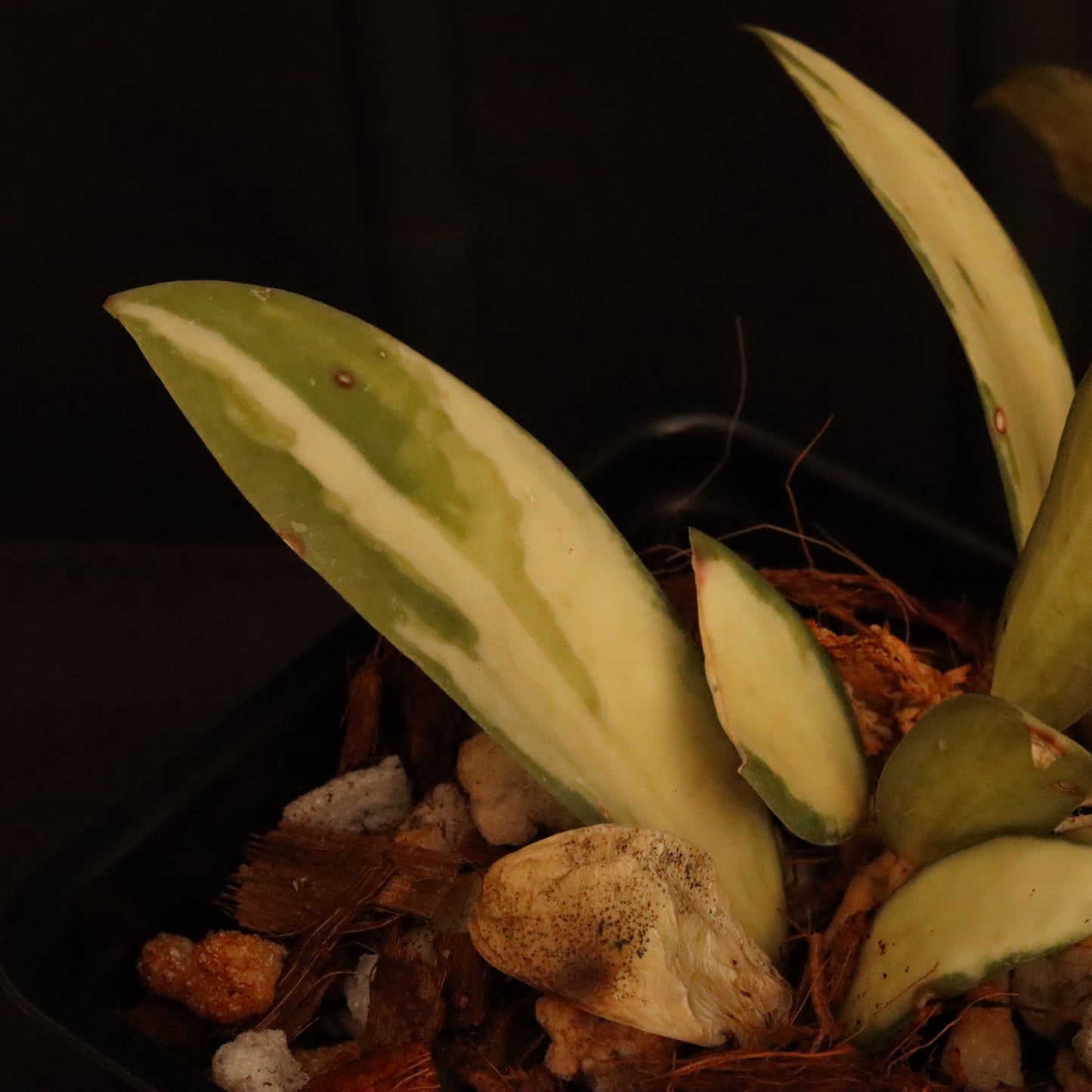Hoya Verticillata Variegated - B