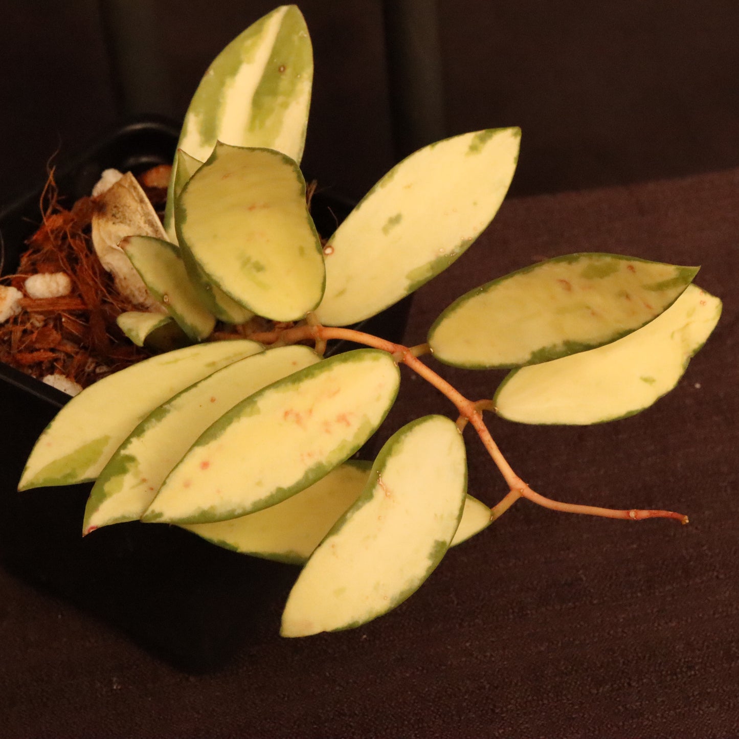 Hoya Verticillata Variegated - B