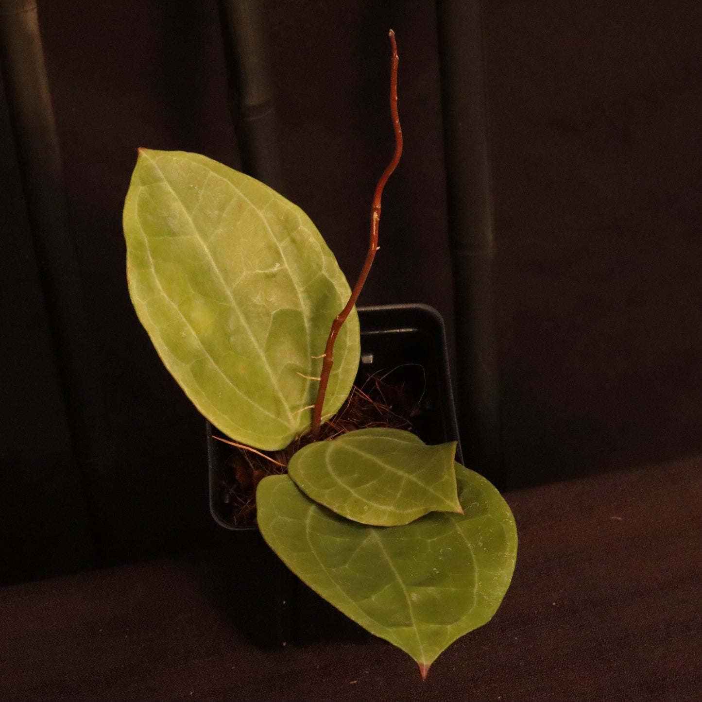 Hoya Sarawak - B