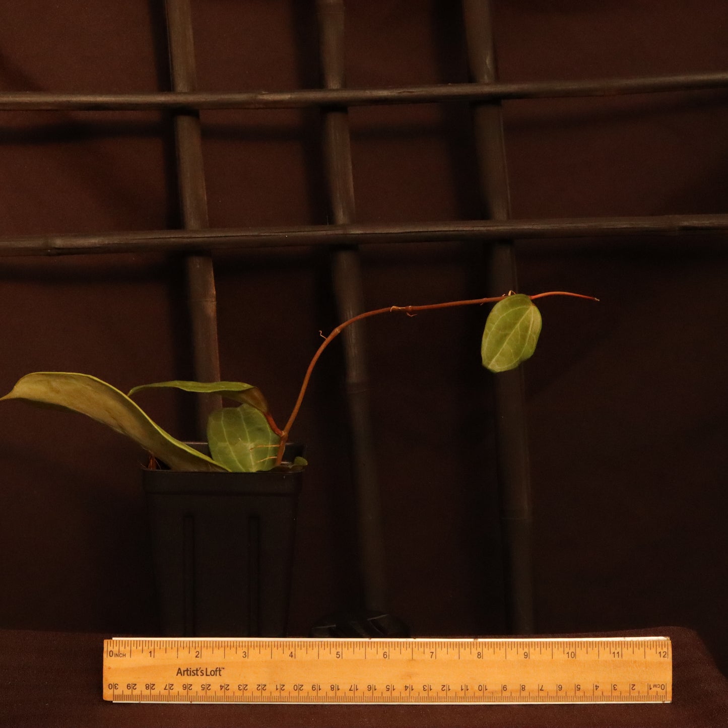 Hoya Sarawak - A