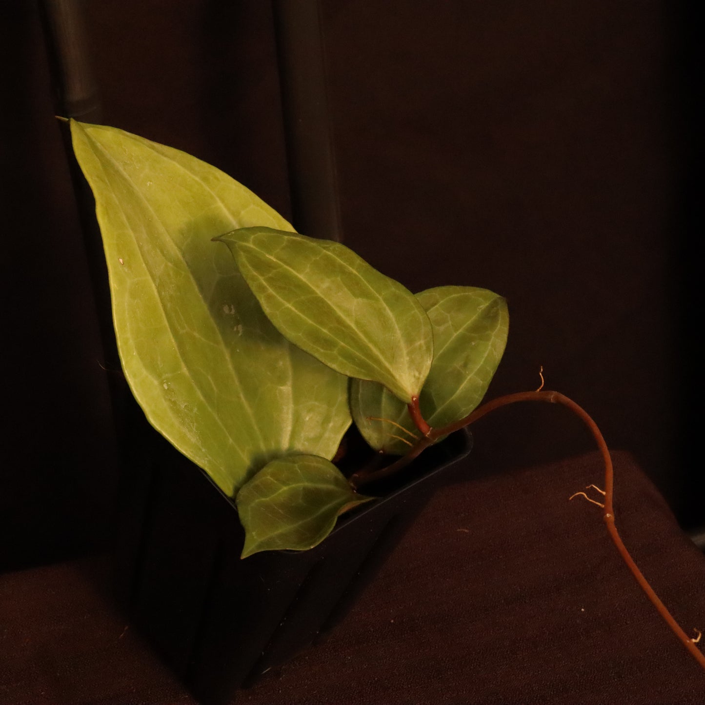 Hoya Sarawak - A