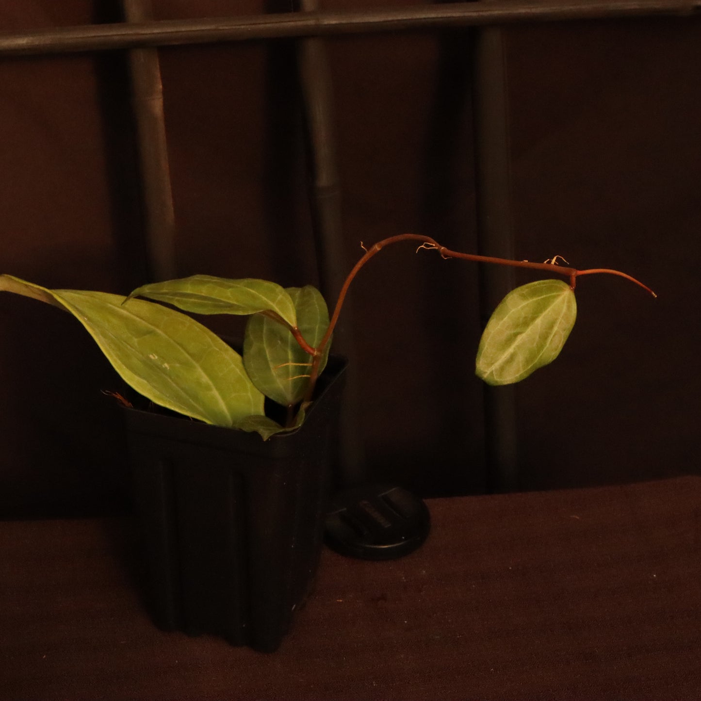 Hoya Sarawak - A