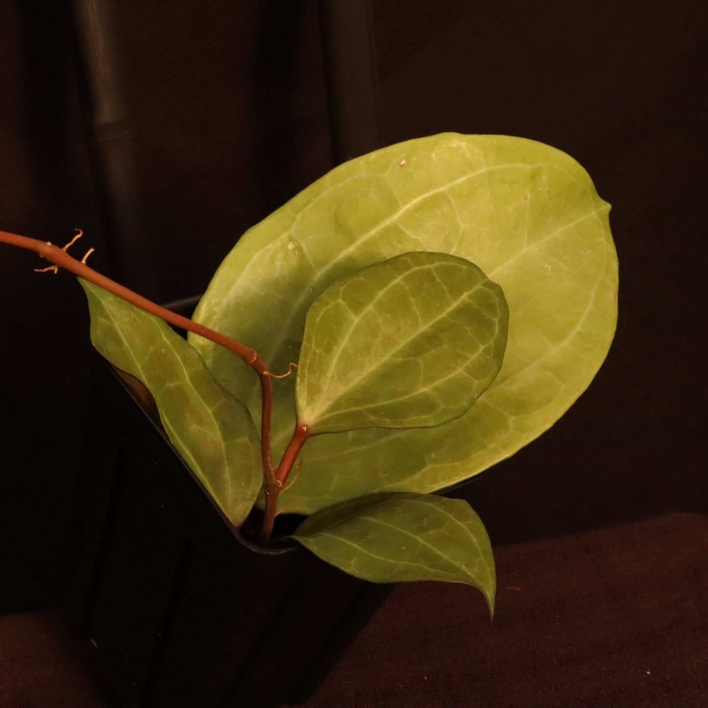Hoya Sarawak - A