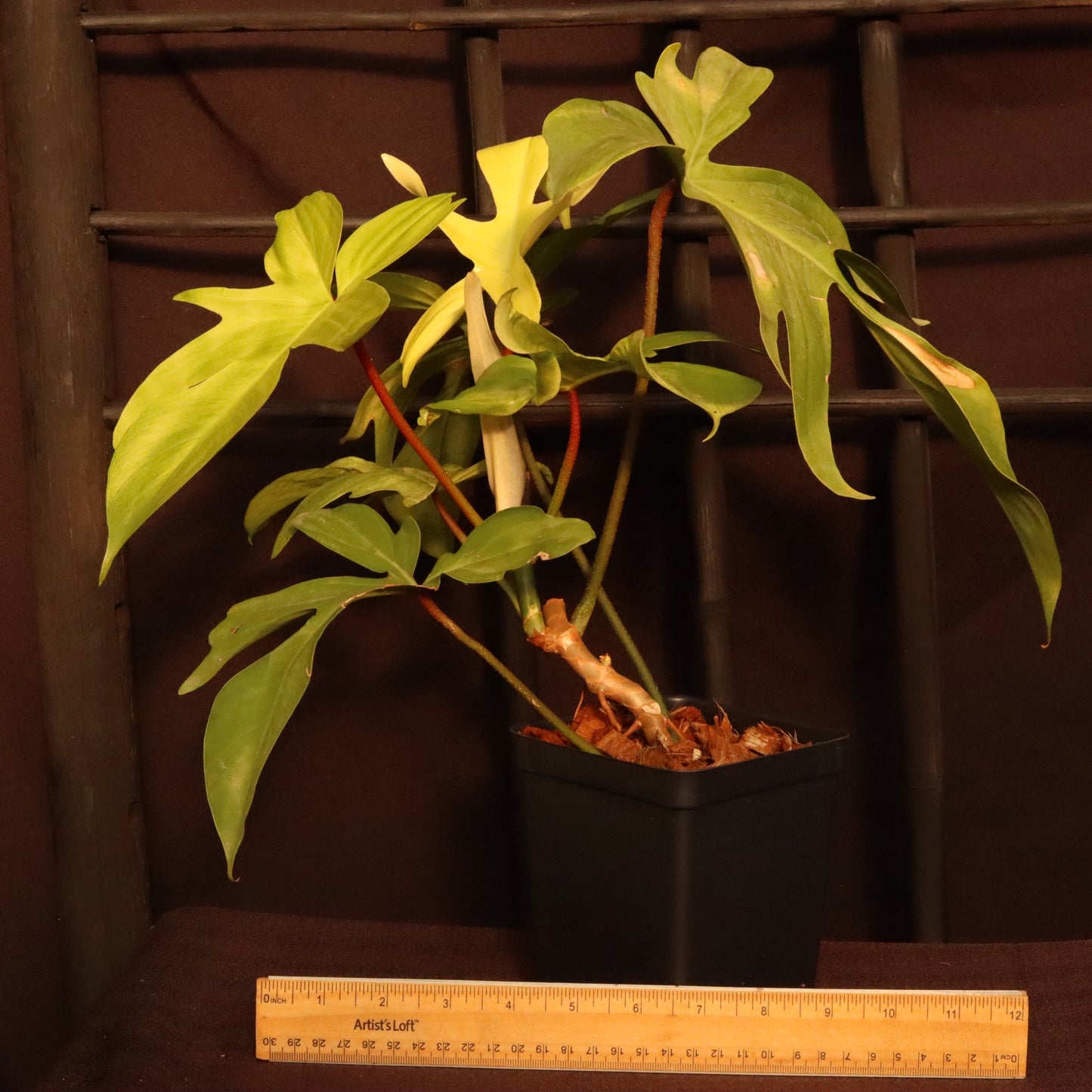 Philodendron Florida Ghost