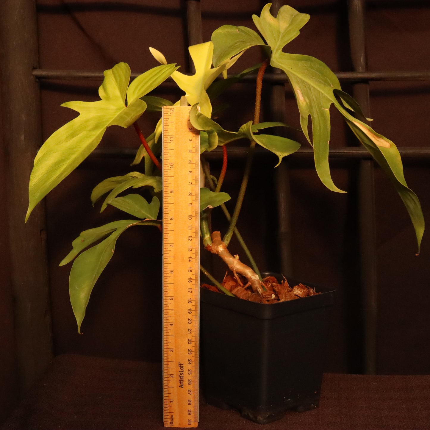 Philodendron Florida Ghost