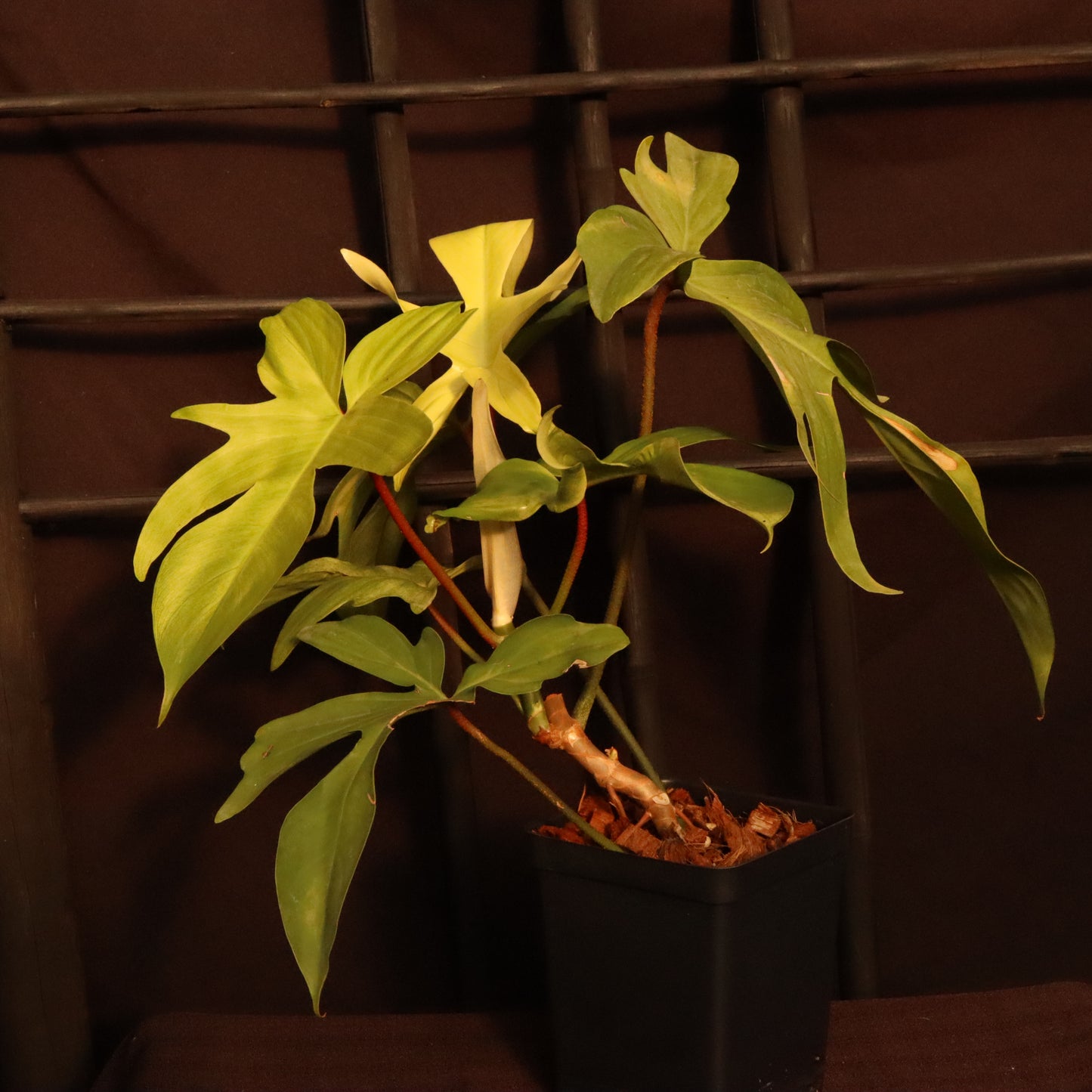 Philodendron Florida Ghost